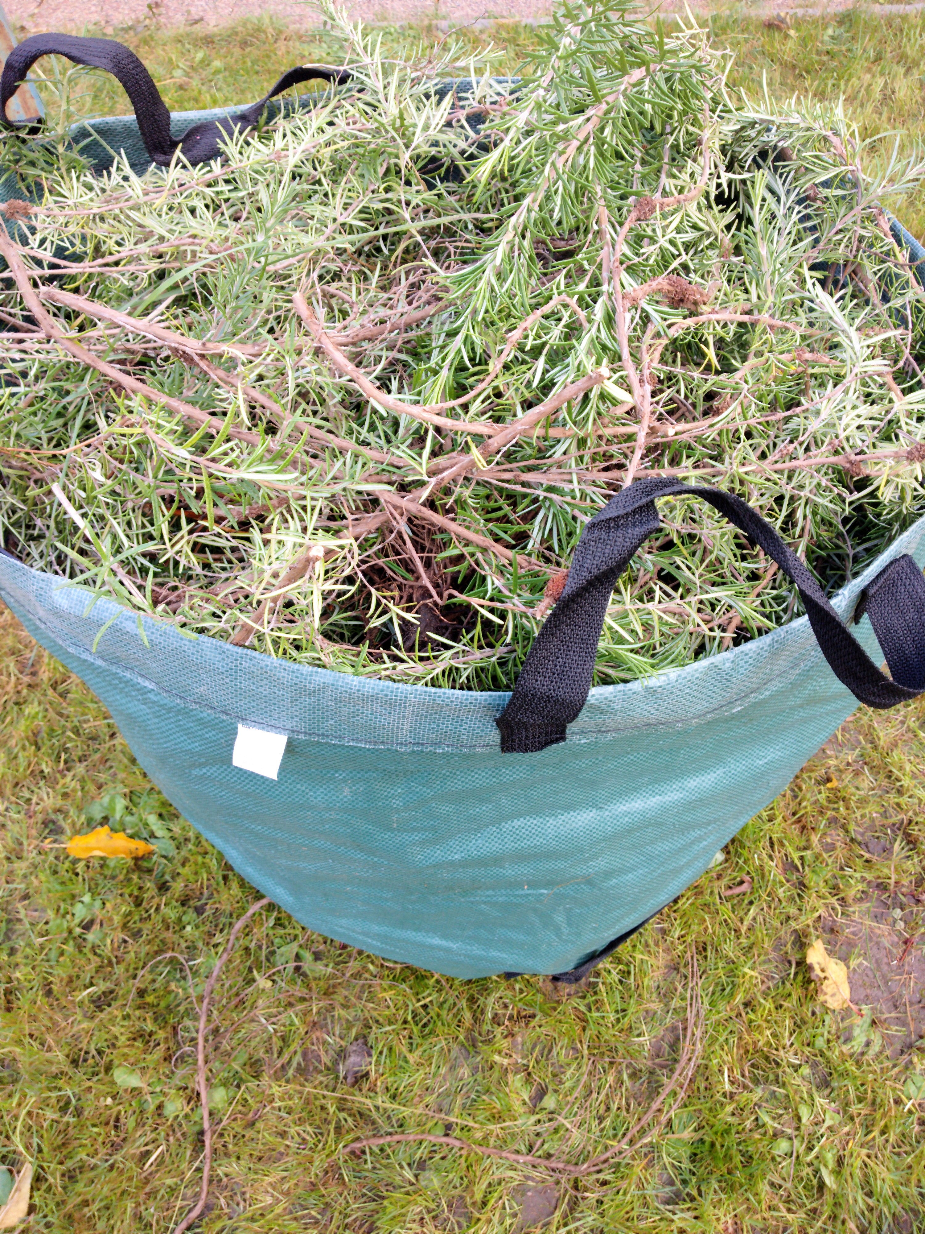 Ein Grünschnitt -Sack voller Rosmarin 