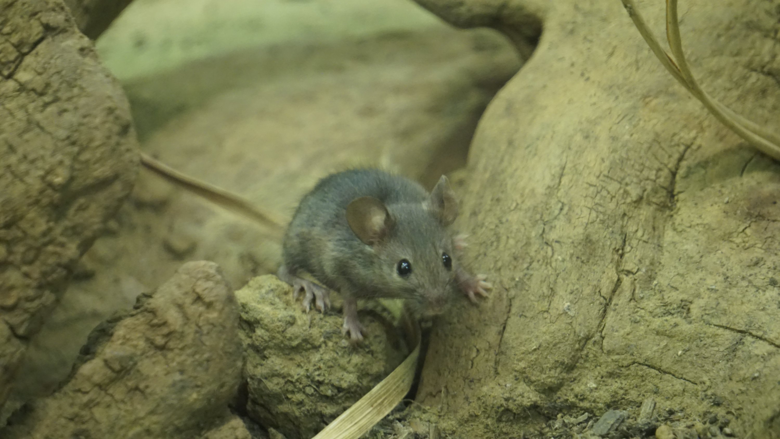 Grünstichiges Farbbild der selben Maus 