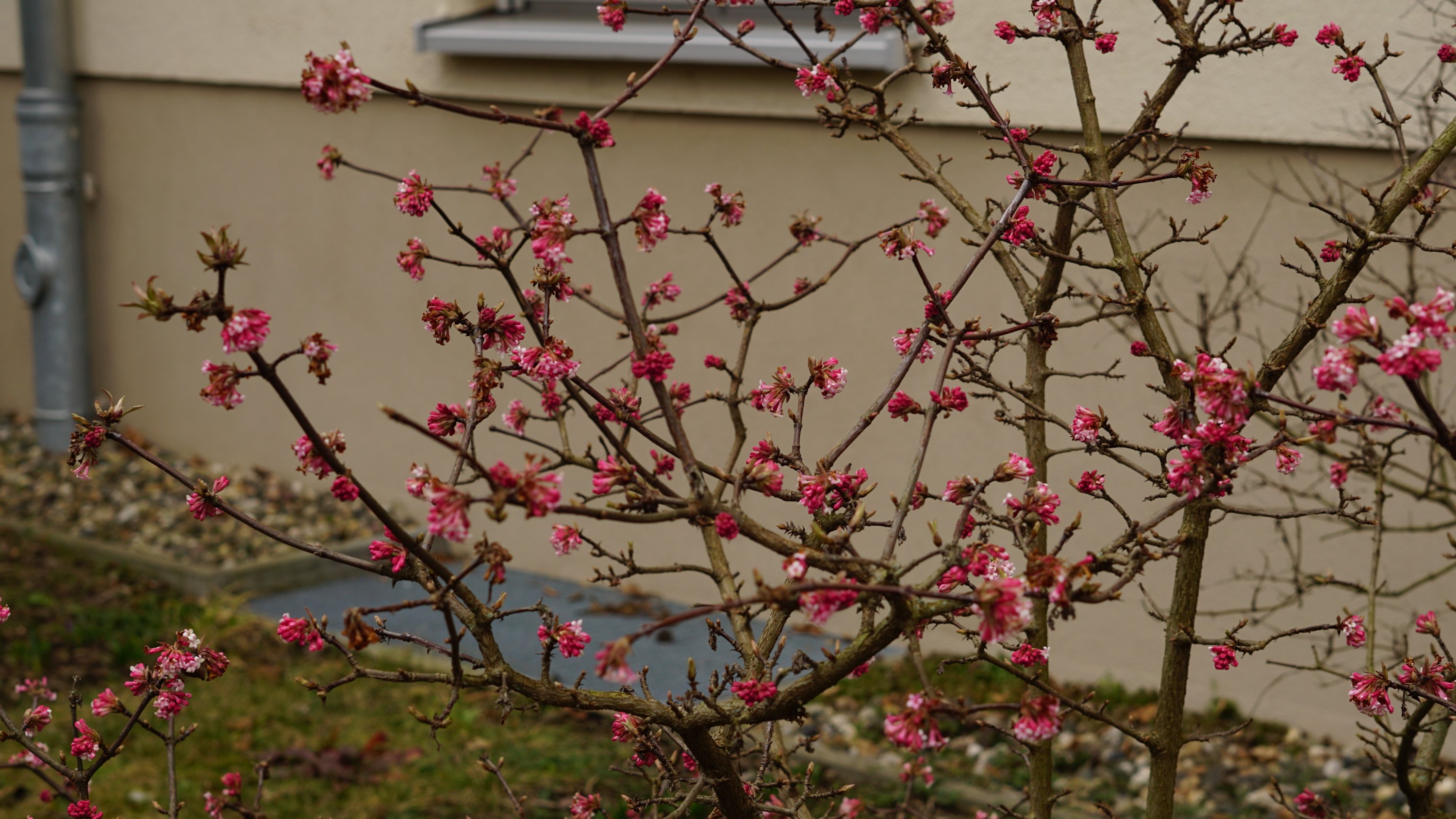 ersterer Strauch nochmal