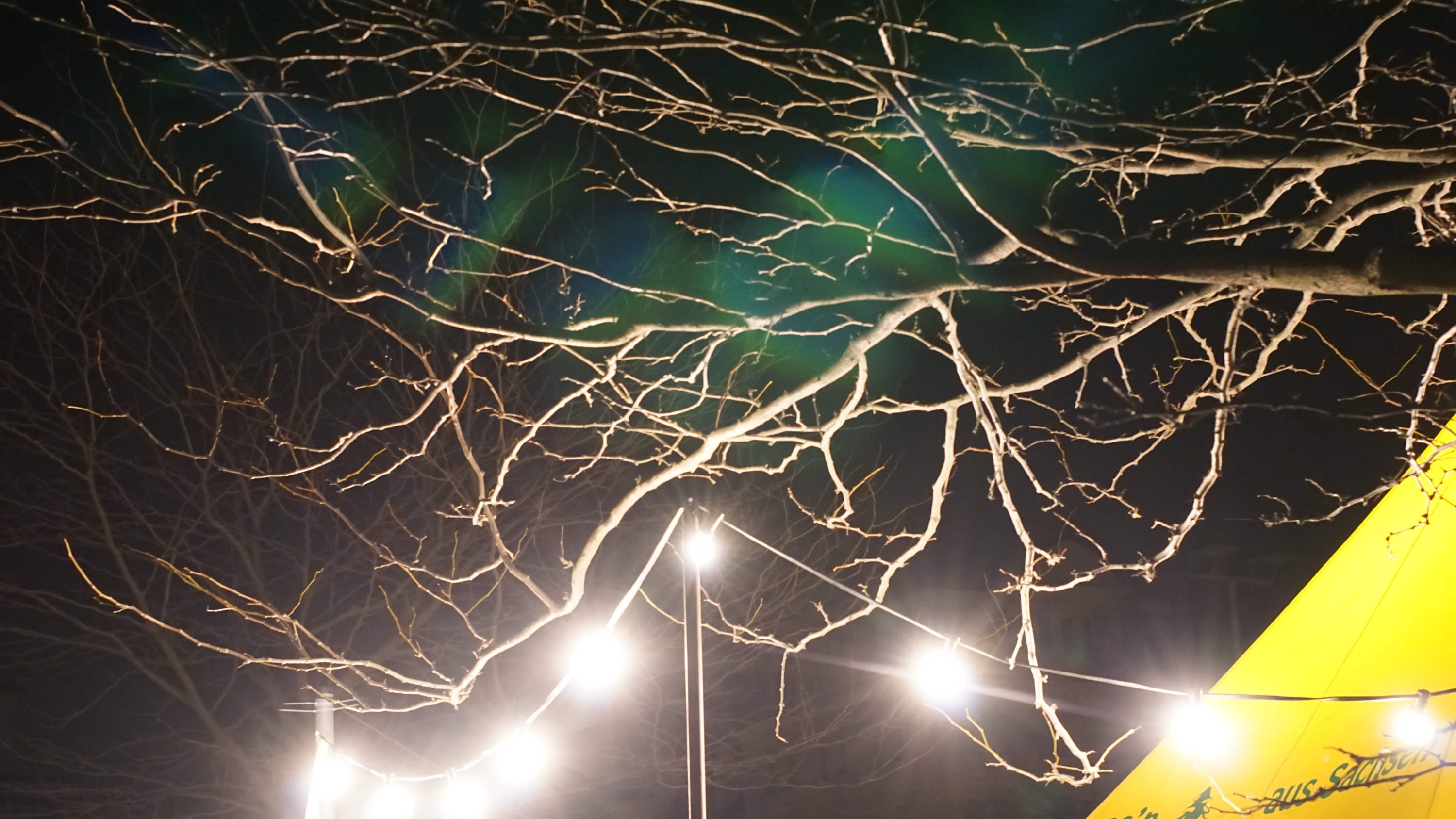 Lichterkette und Zweige eines Baumes 