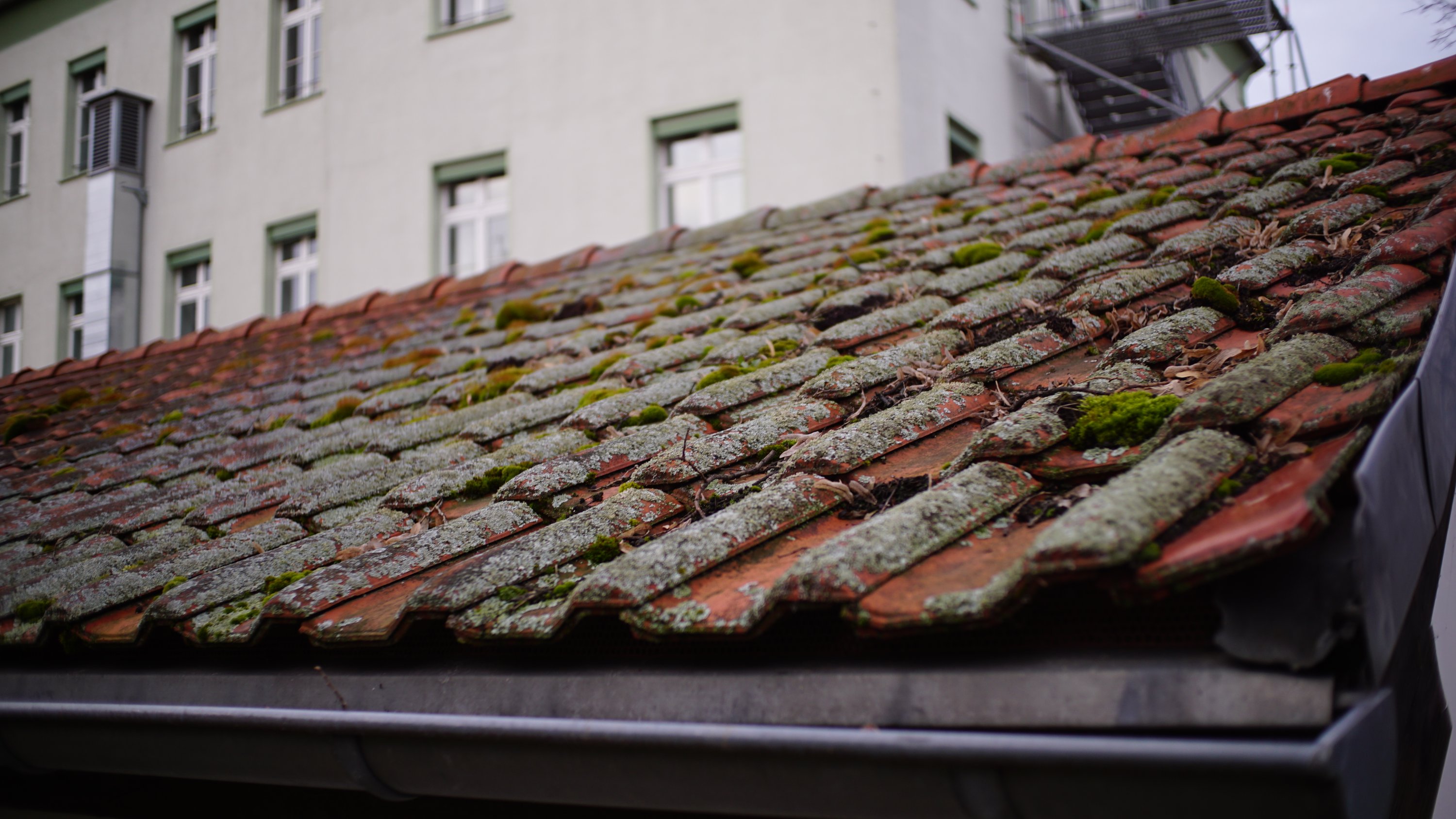 ein niedriges Dach aus roten Schindeln, auf dem viel Lichen wächst

Dahinter ein anderes Gebäude