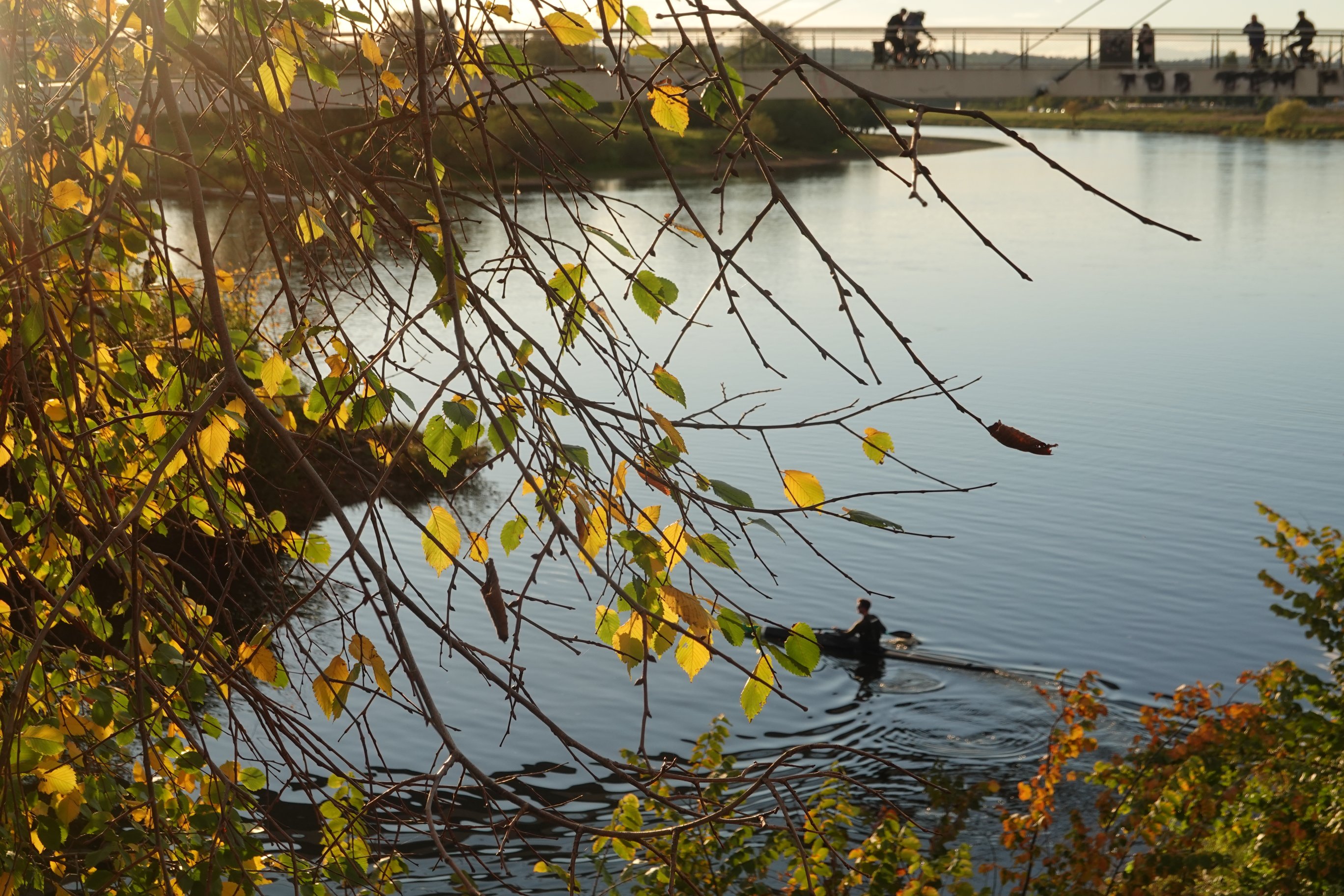 Herbstliche Zweige im Vordergrund, unten Elbe mit Kanu, sanfte Wellen 
Am oberen Rand die Molebrücke mit Radfahrern