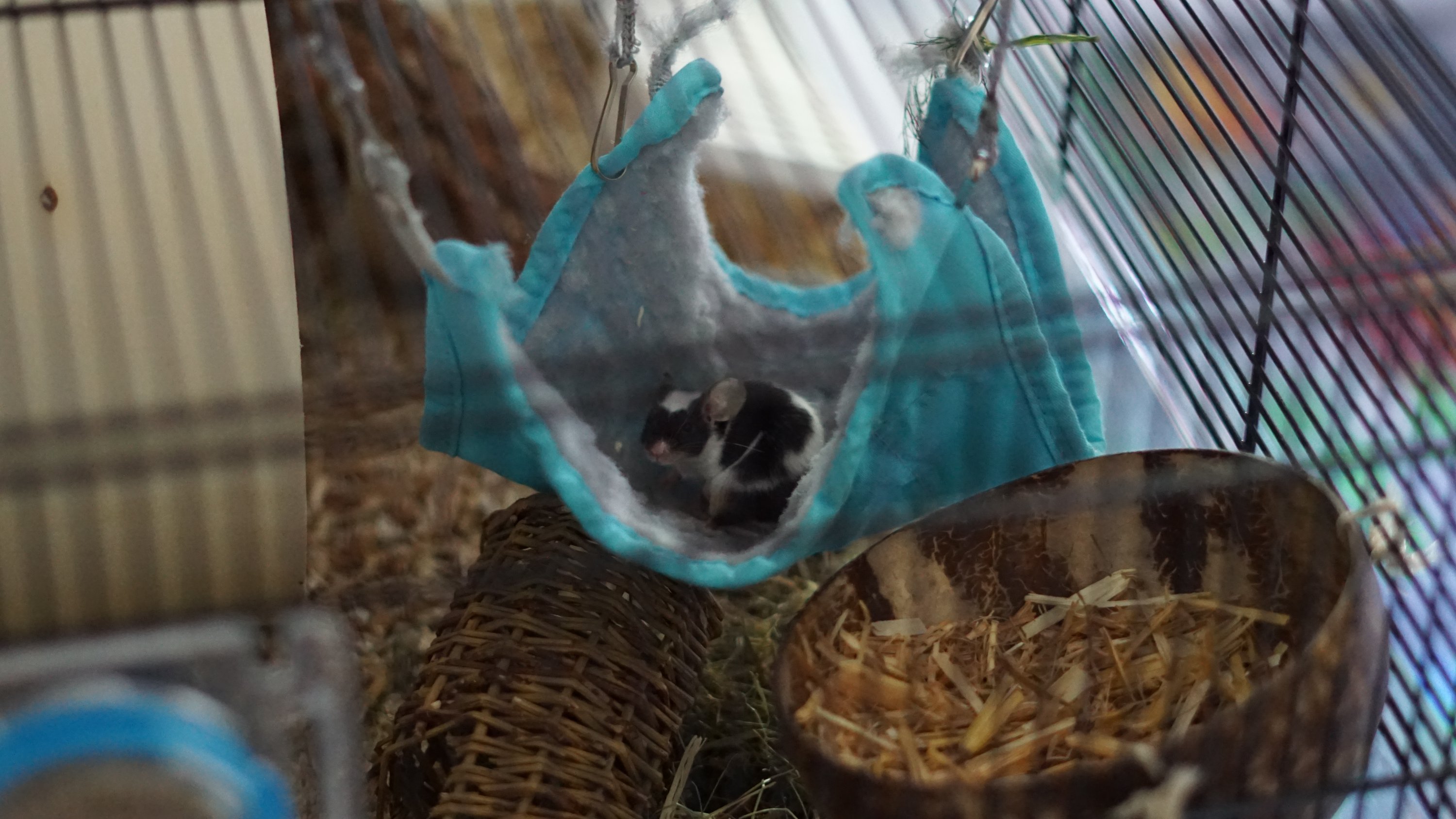 Selbe Maus in einer Flausch-Hängematte 