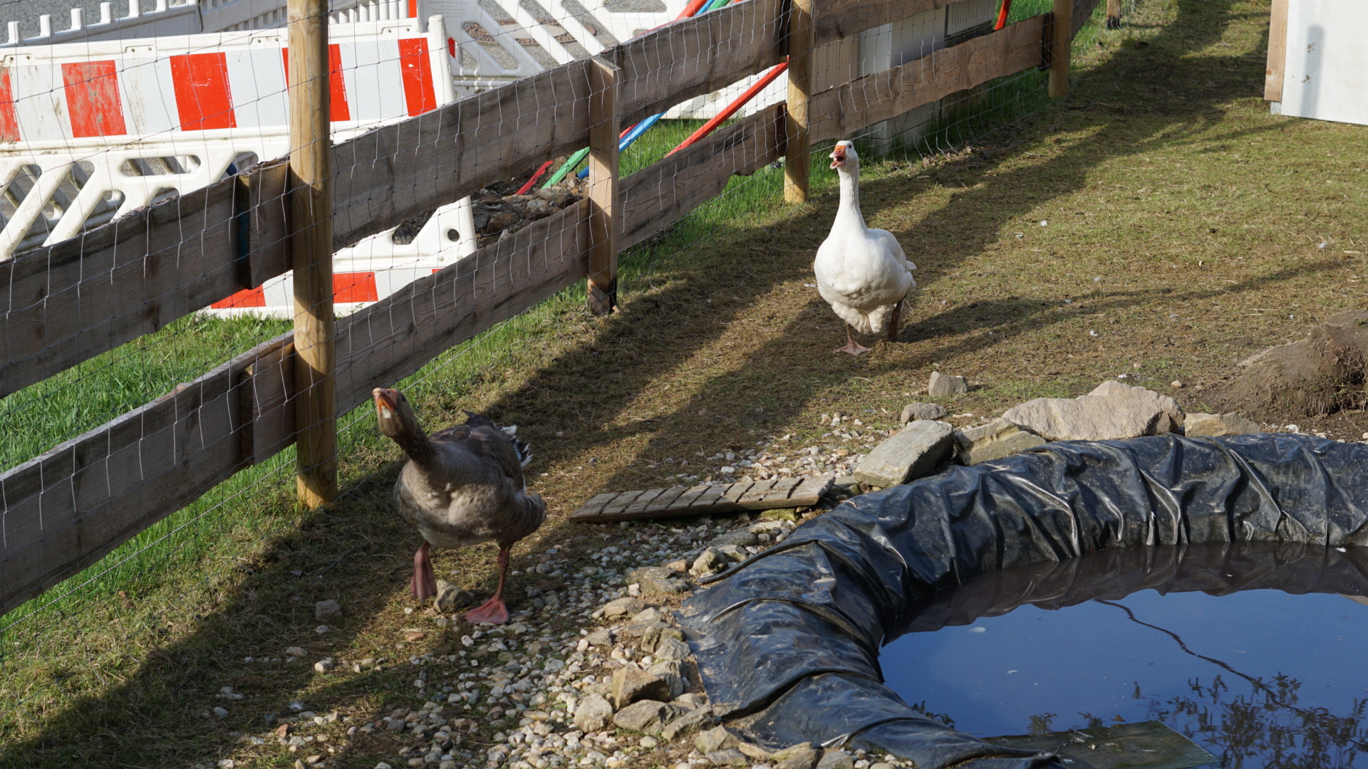 Gänserich kommt angerannt, um Menschen zu vertreiben - Gans läuft langsamer hinterher 