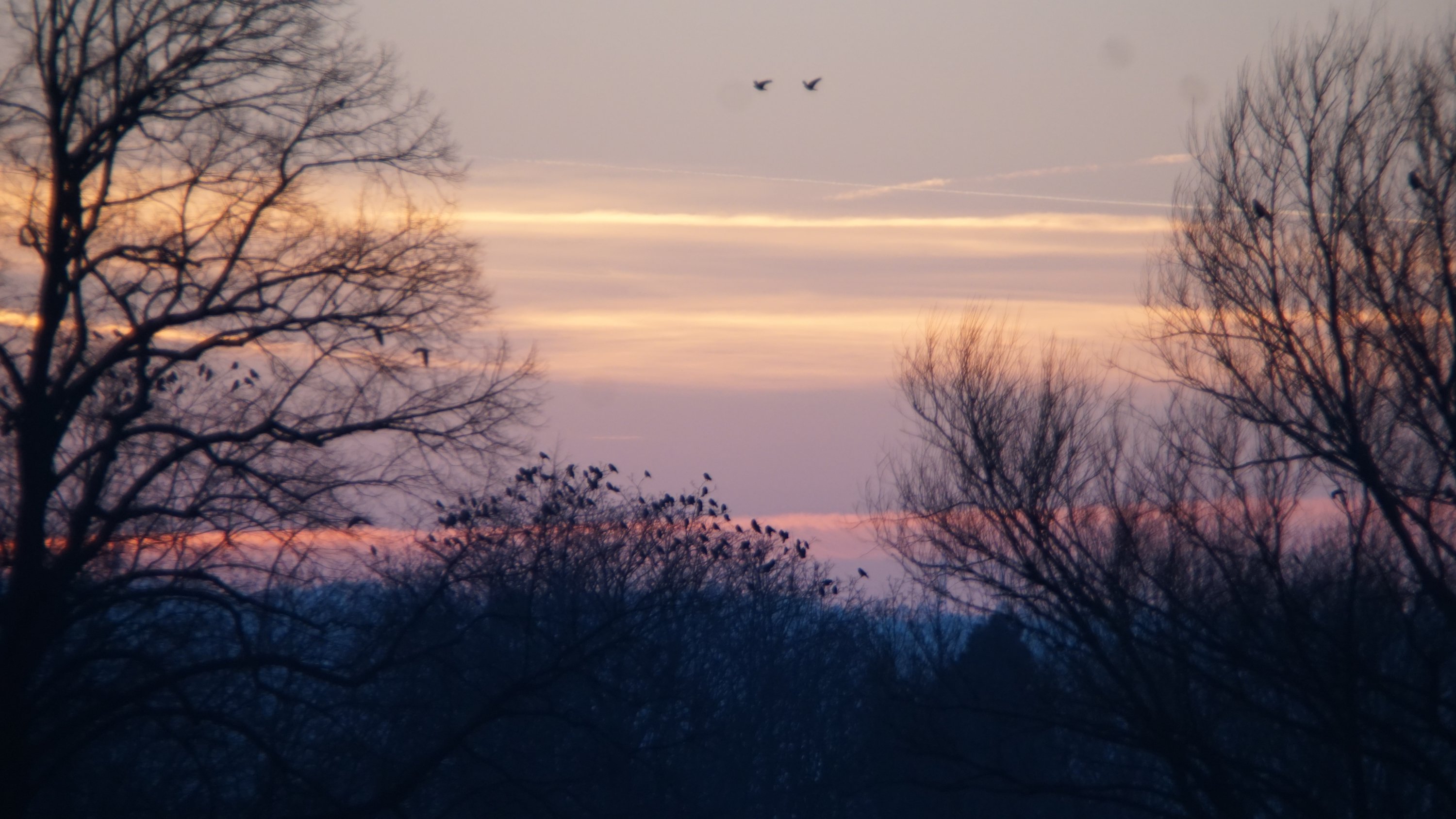 Sonnenuntergangs-Gradient hinter Bäumen

mittlerer Baum voller Vögel