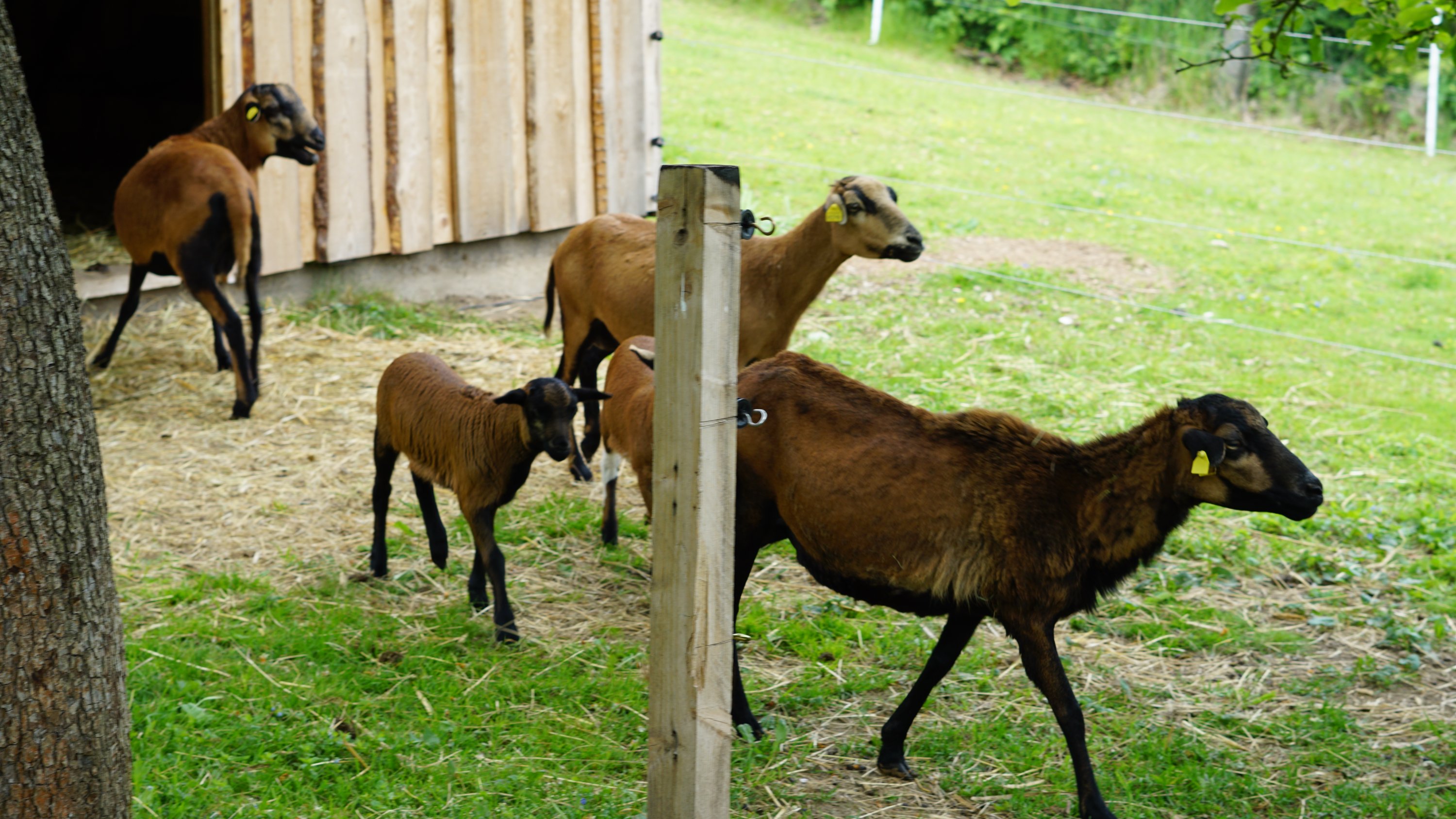 Selbe Tiere, nur weniger davon 