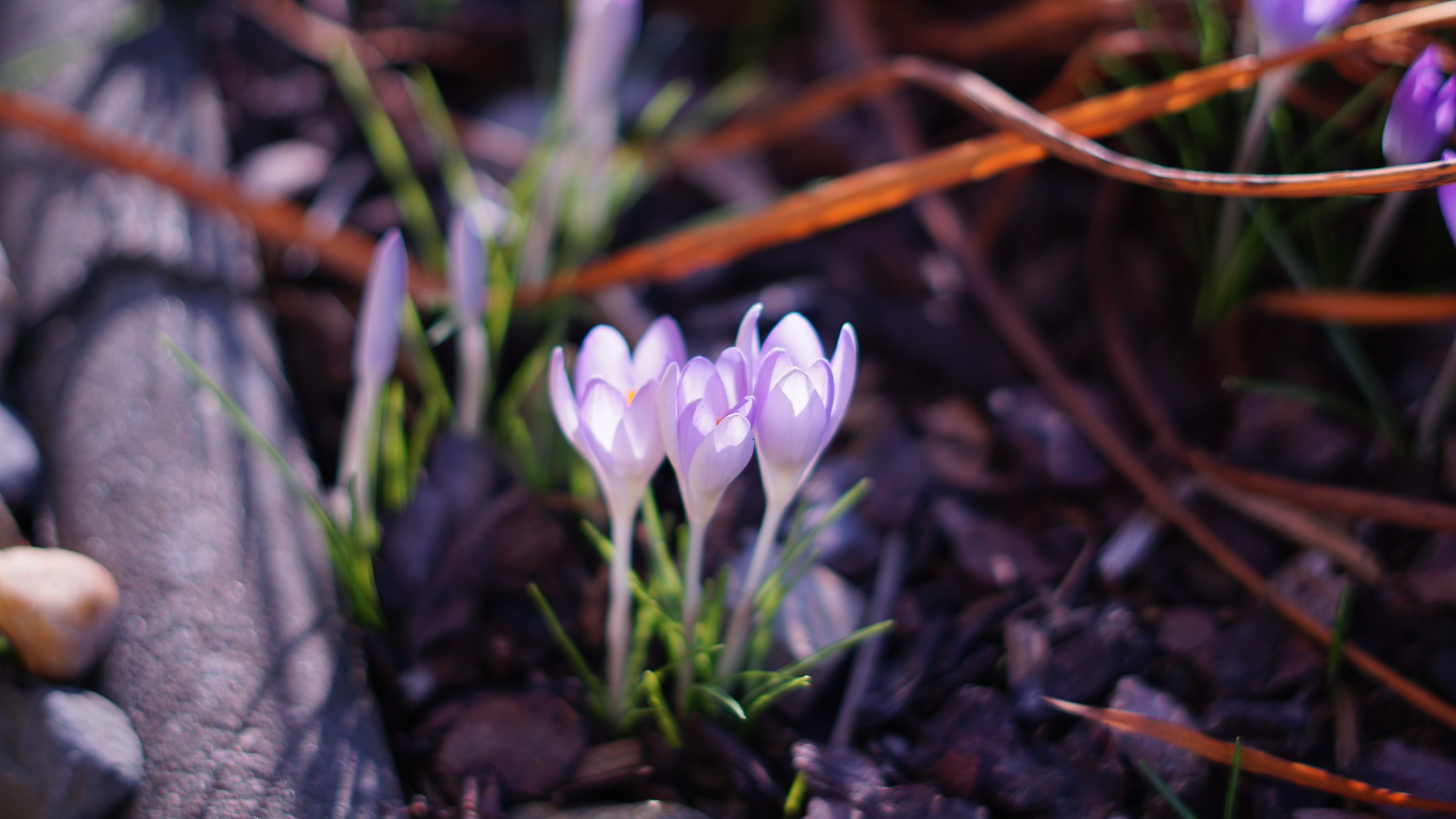 3 Blüten neben Betonkannte
