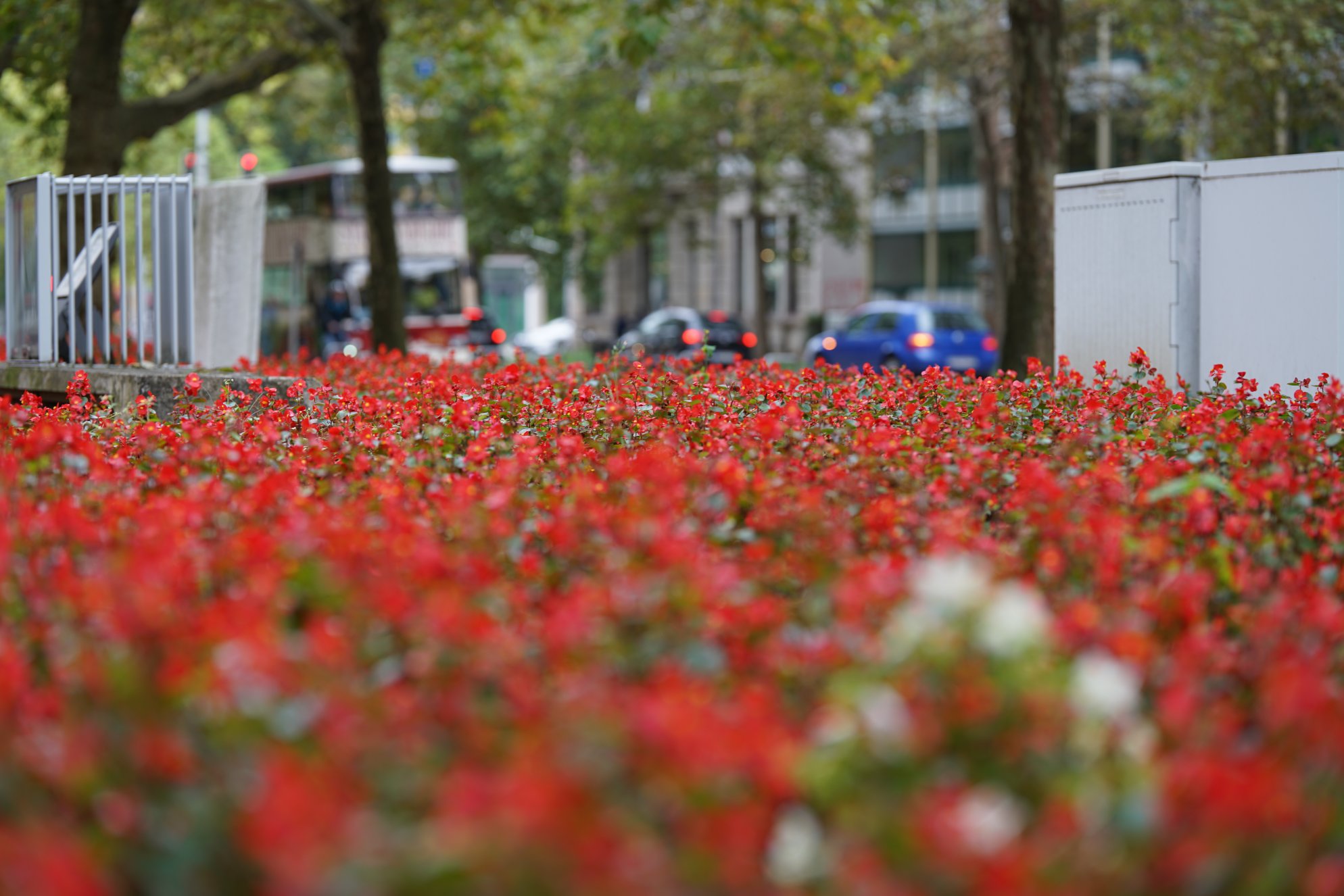 Viele rote Blüten, im Hintergrund unscharf Straßenverkehr inkl. Stadttour-Bus