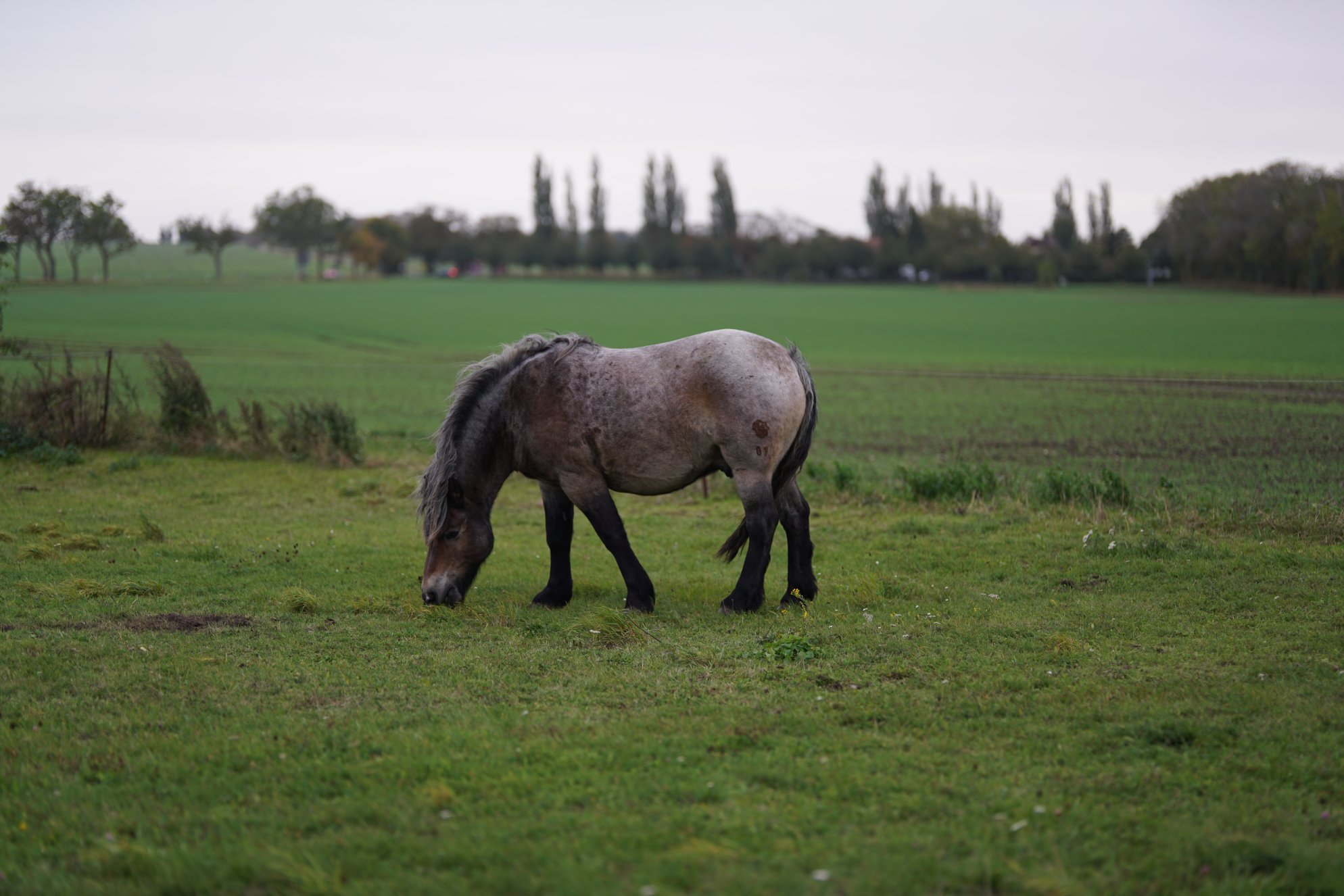 Grau-braunes Pferd/Pony auf einer Weide, beim grasen.