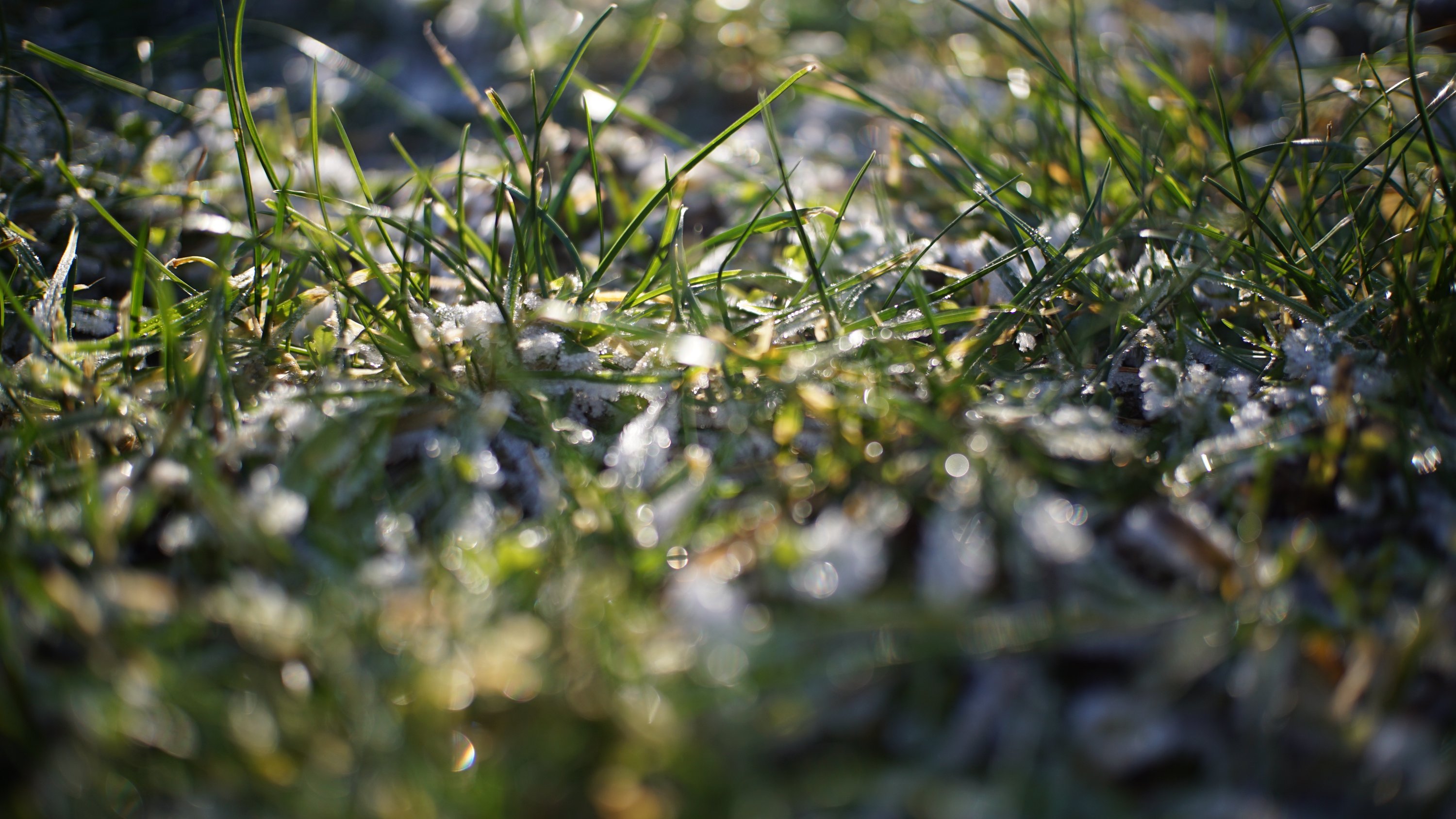 Gras mit Eis-Spuren - Sonnenlicht von hinten