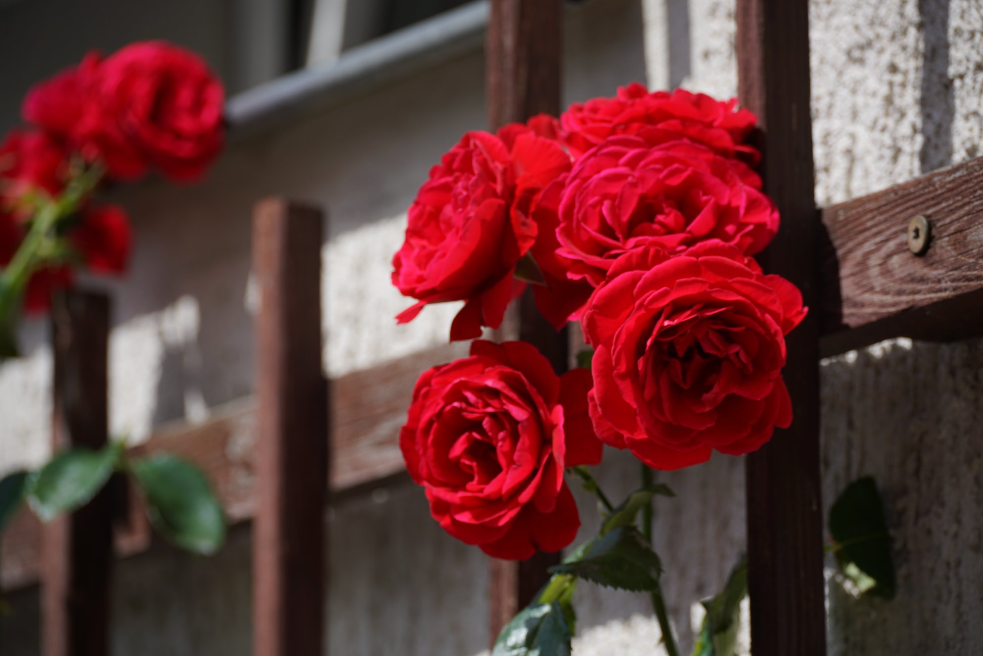Rote Rosen an einem Spalier