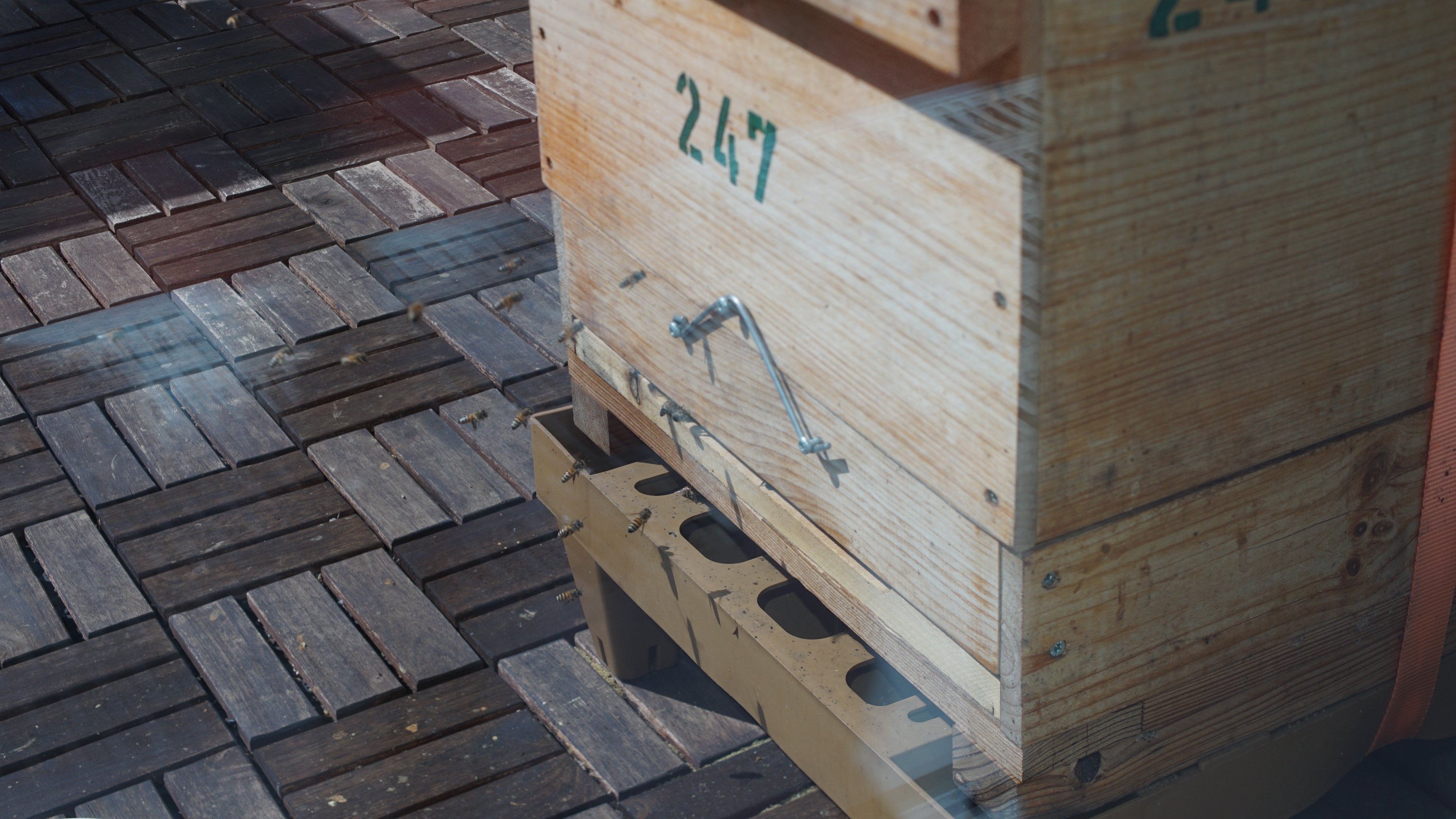 Bienen auf dem Balkon vor der Kinder-Bibo