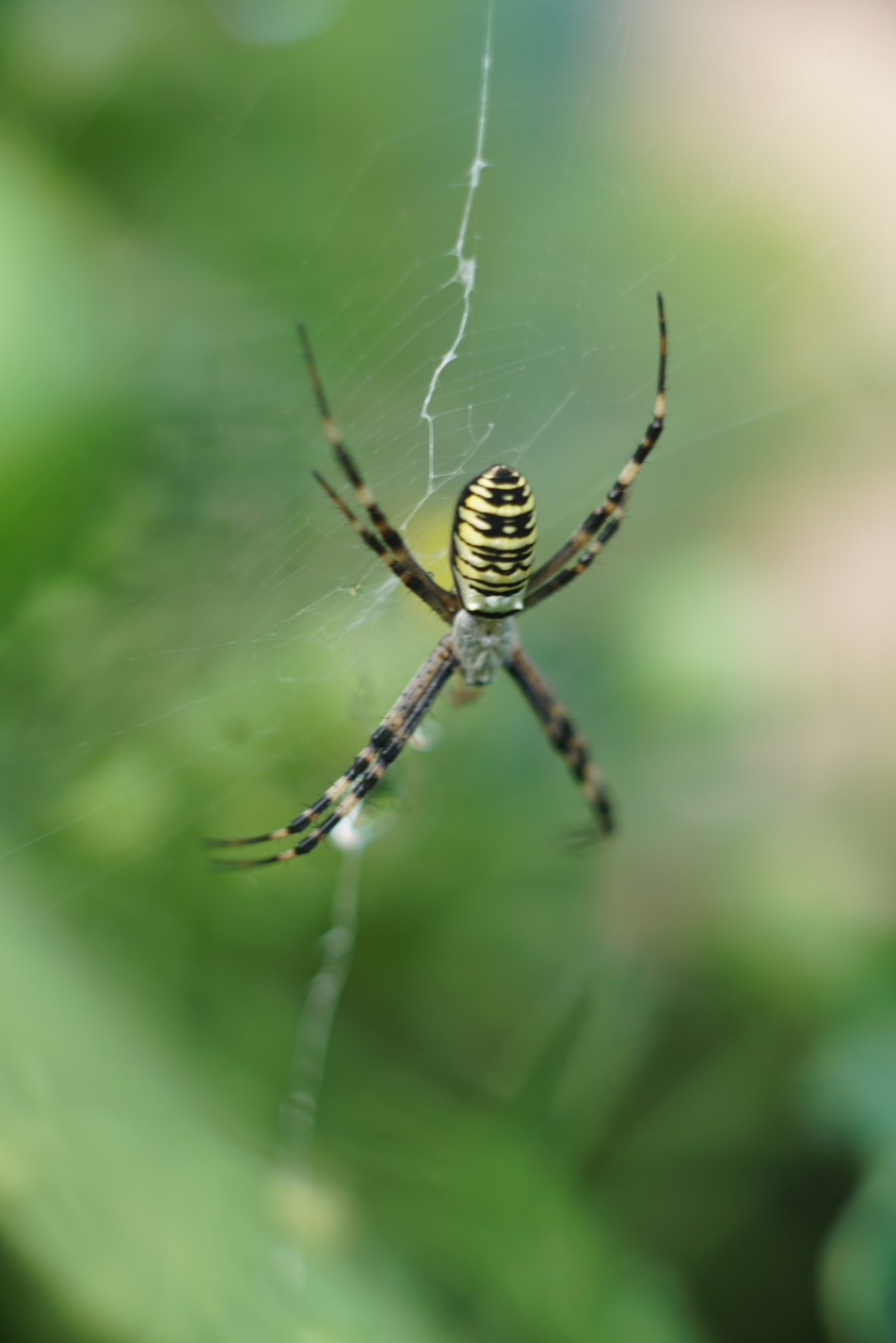 Spinne von "oben", also Blick auf ihren Rücken Spinne von "oben", also Blick auf ihren Rücken