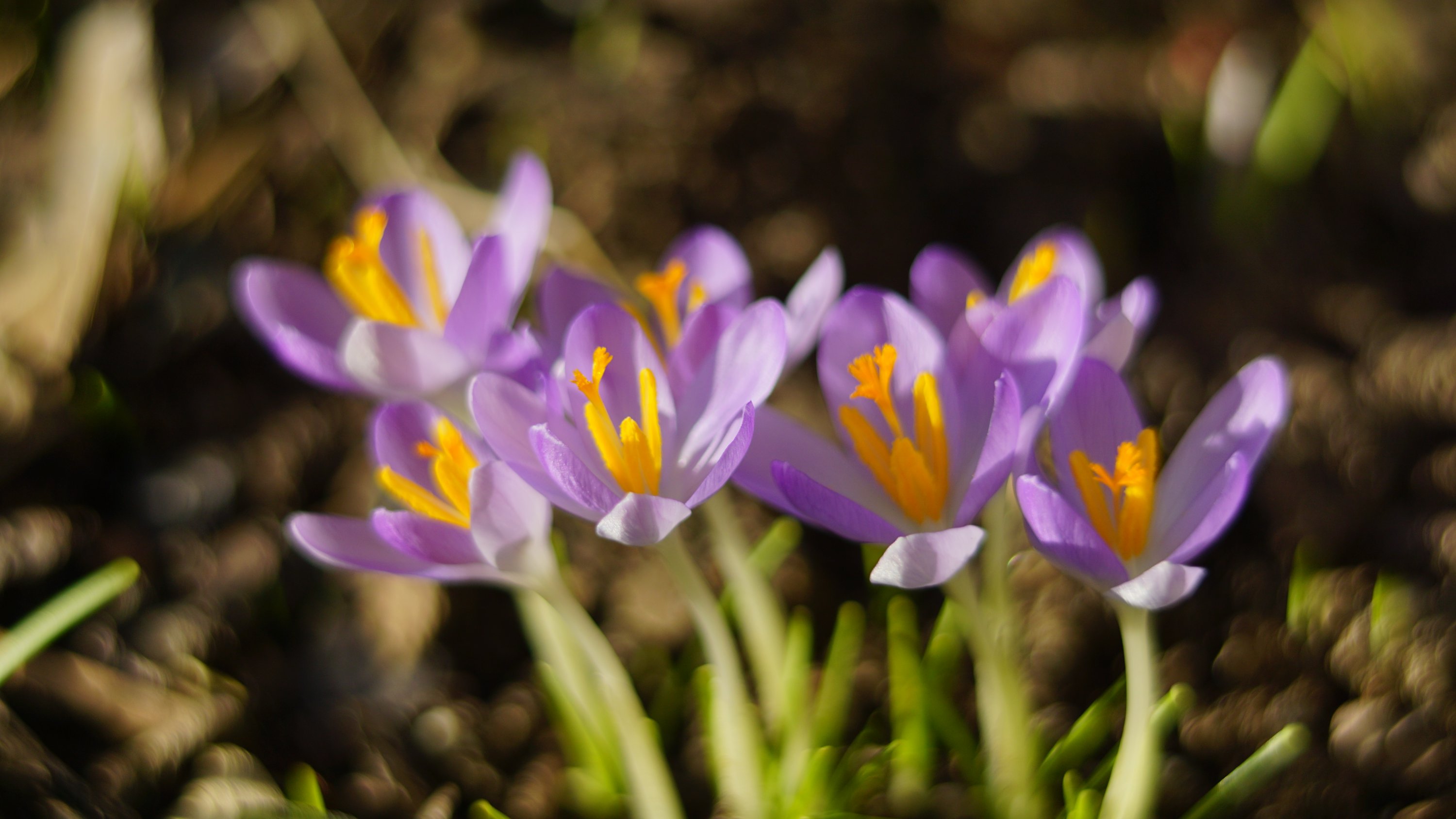 Bund Krokusse