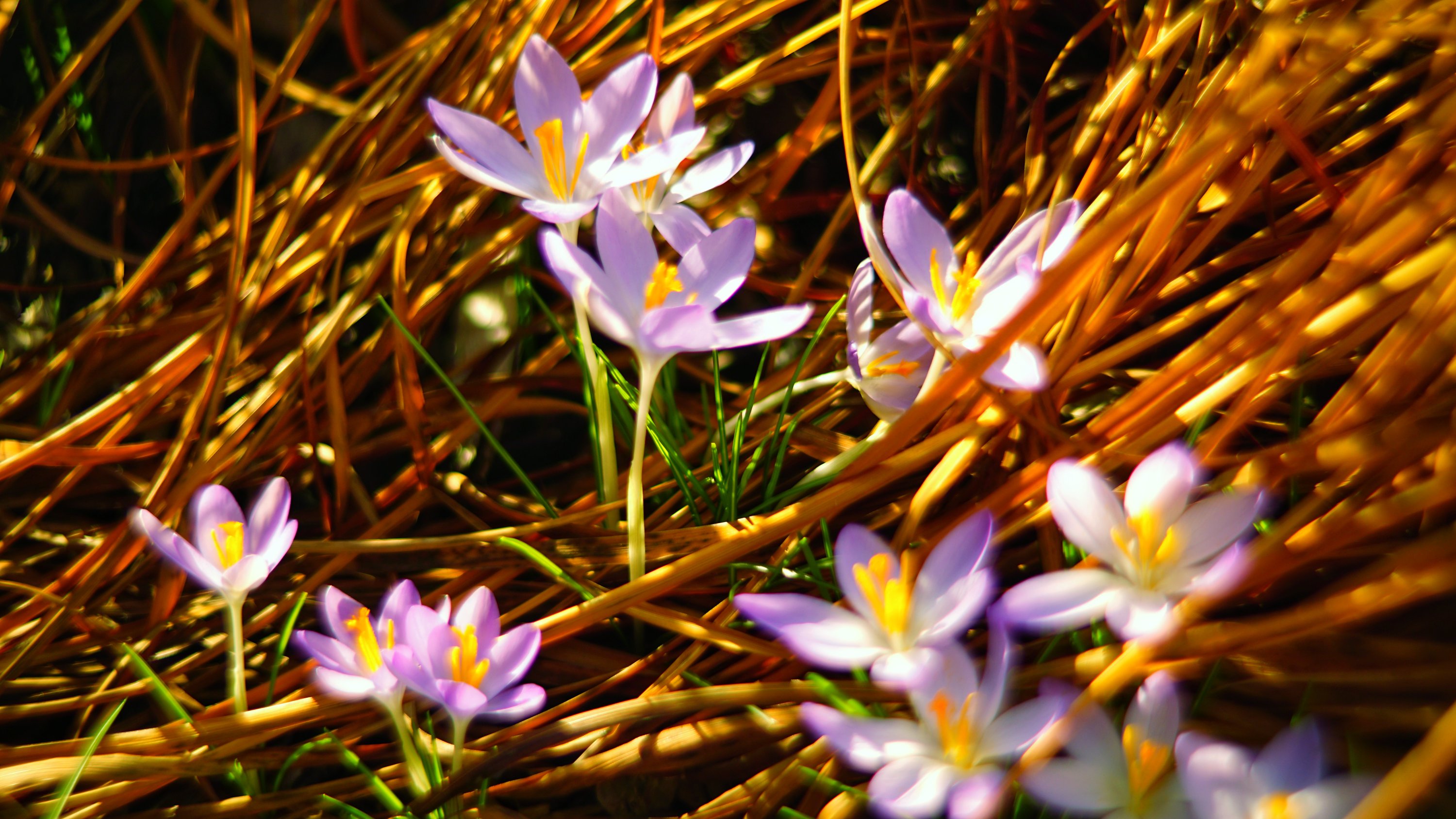 Krokusse zwischen gelben Pflanzenresten