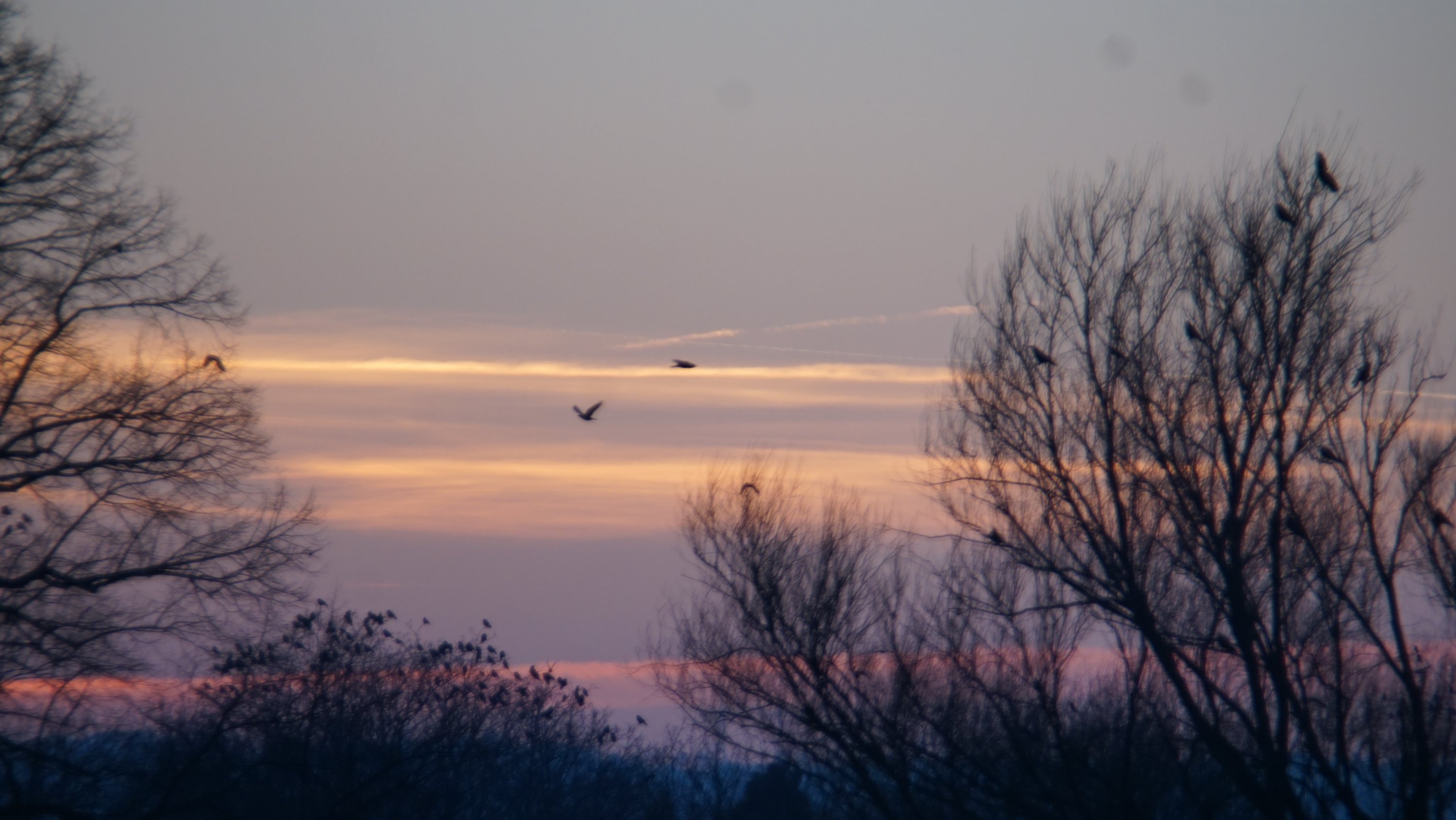 ein paar der Vögel fliegen