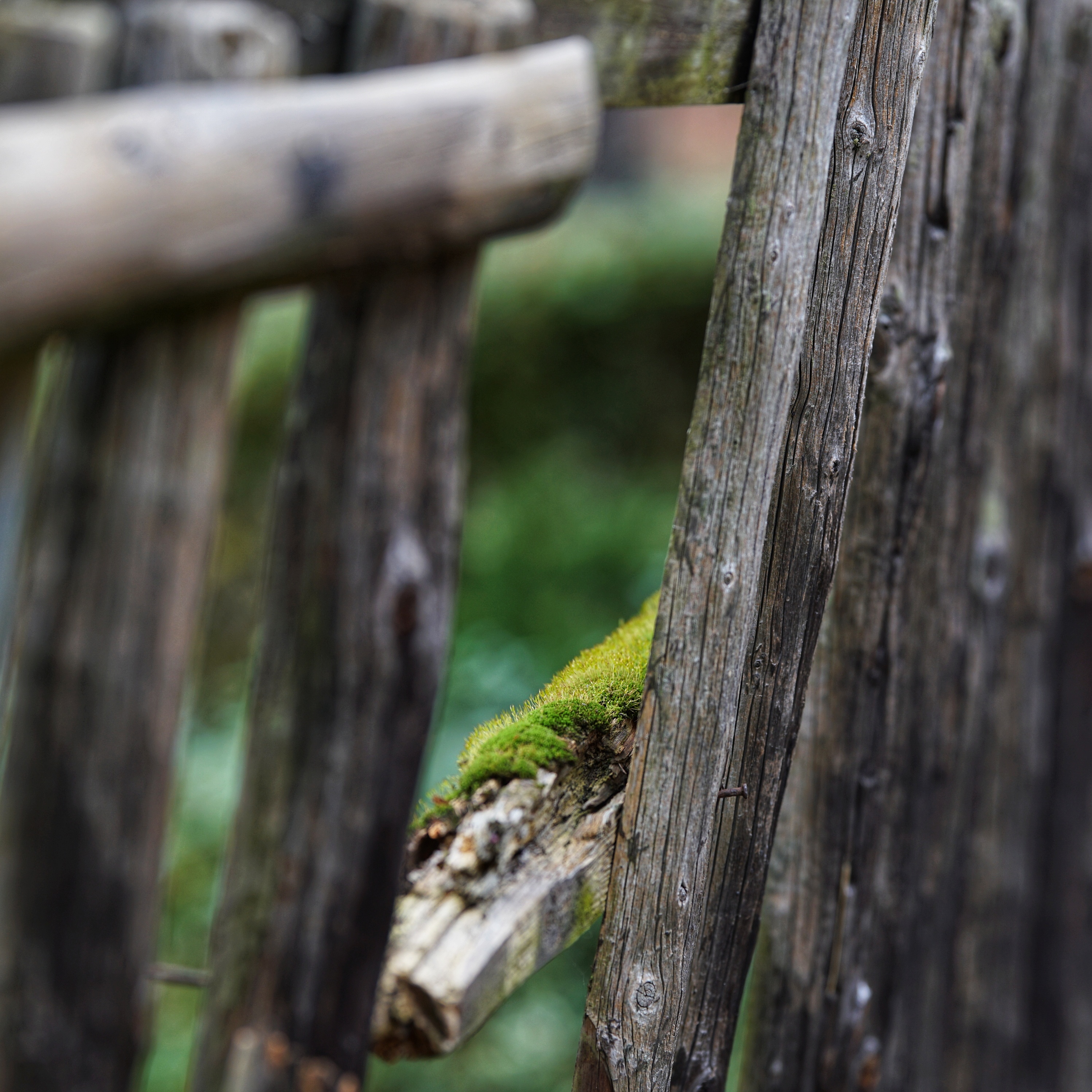 Blick durch eine Lücke eines zerfallenden Zaunes
Holzlatten und Moos auf einem bröselendem Riegel 