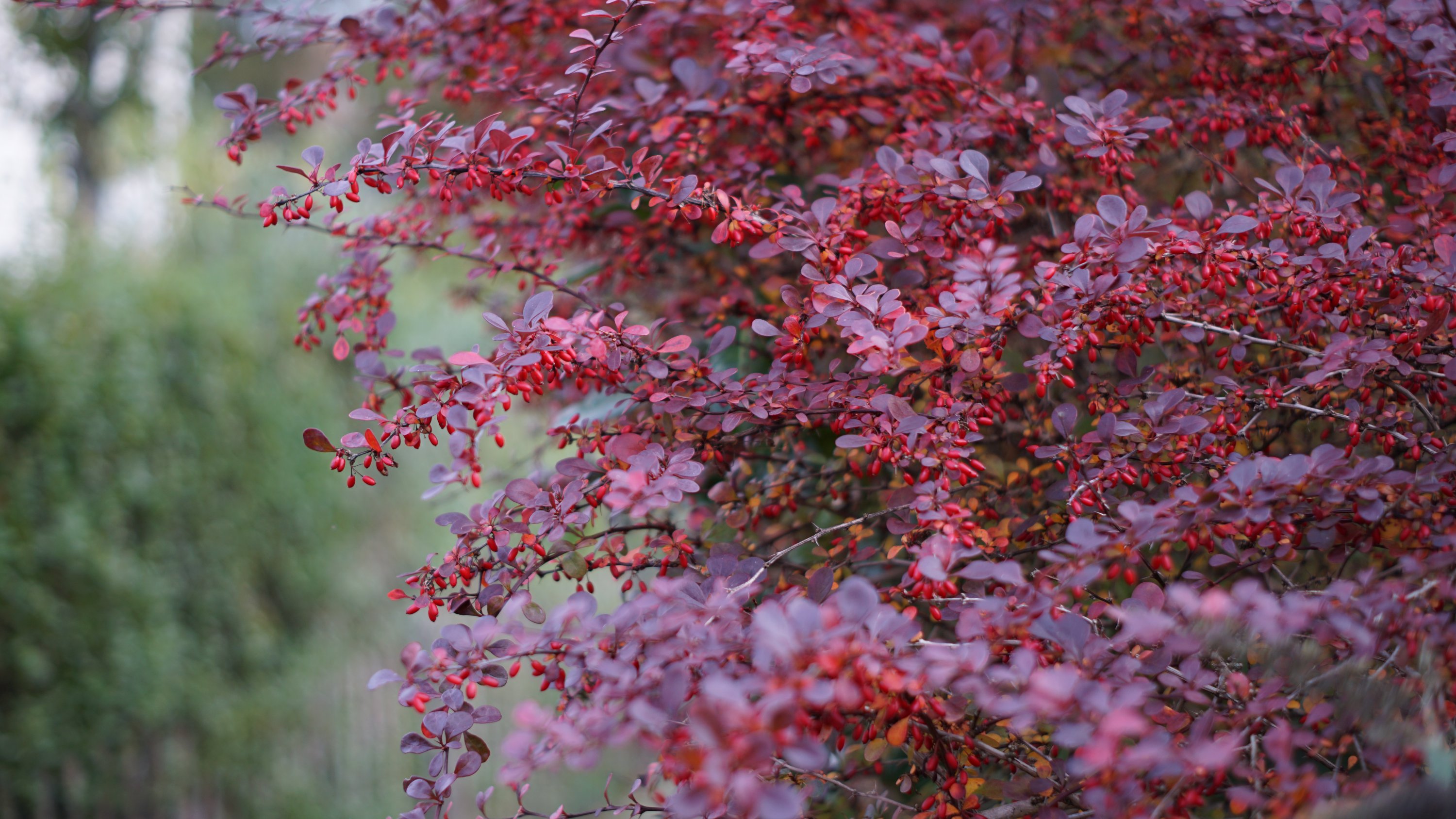 Roter Strauch am schmalen Fußweg durch die Siedlung 