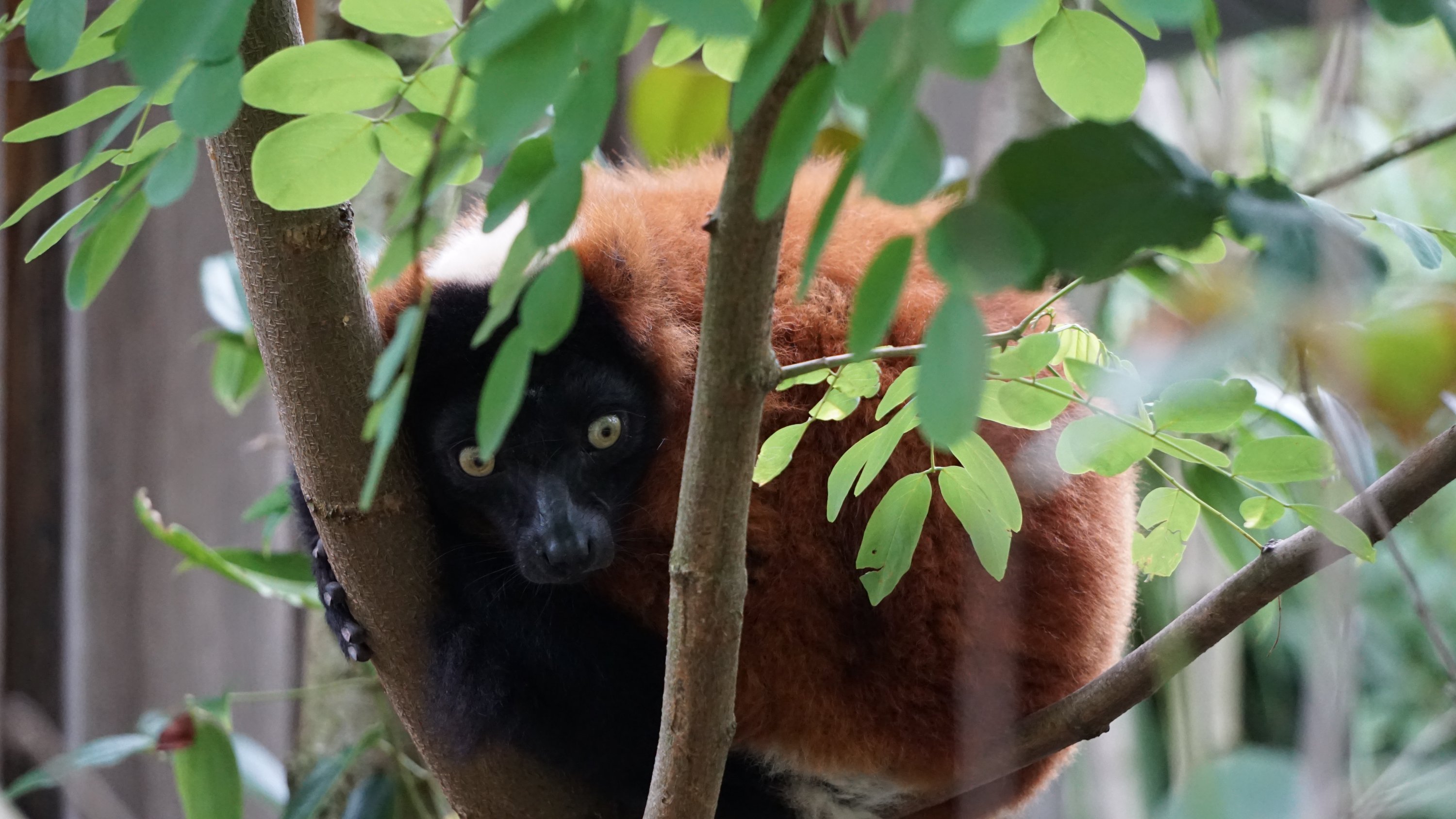 Nochmals der Lemur mit Astgabel 