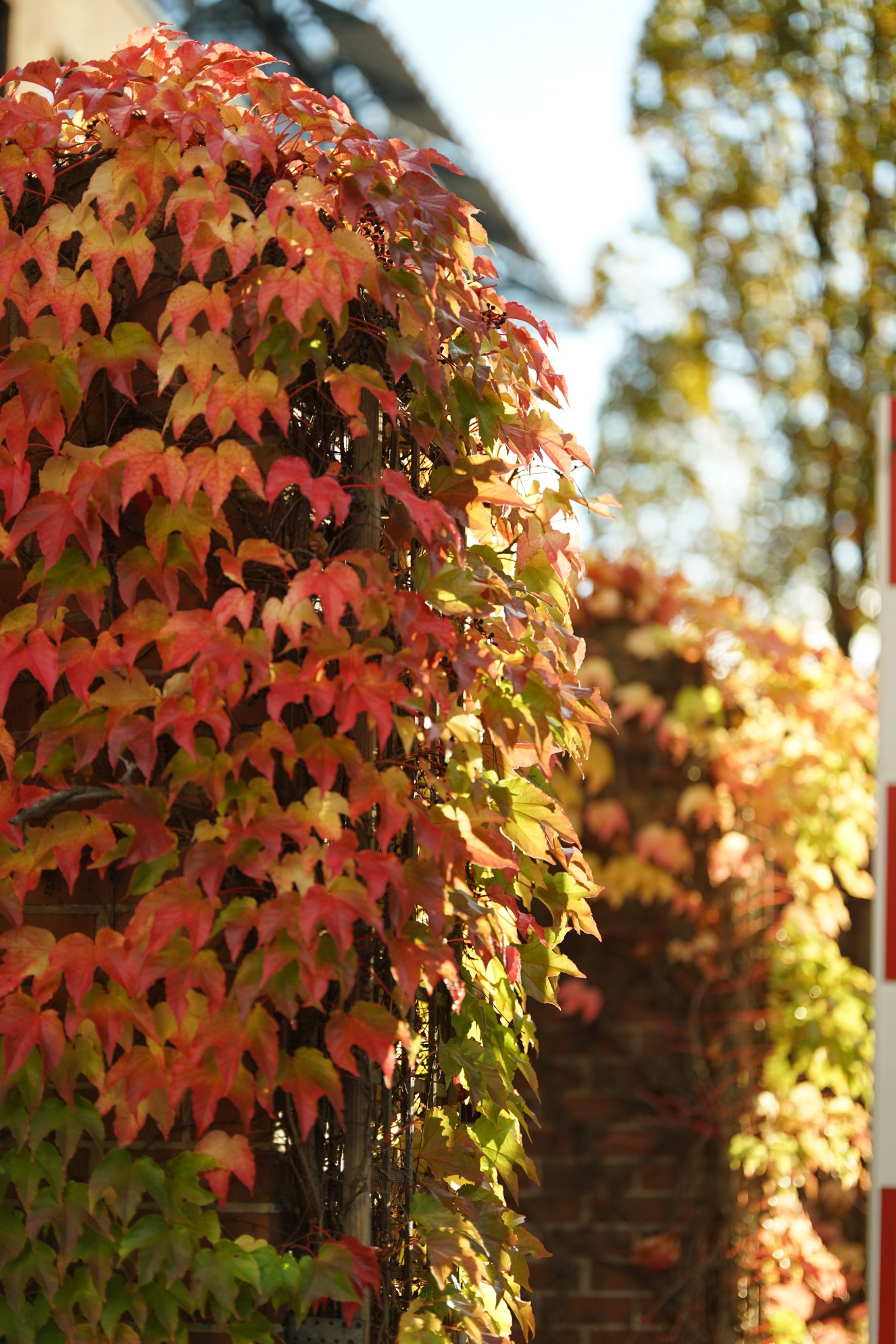 Nochmals aus der Nähe 