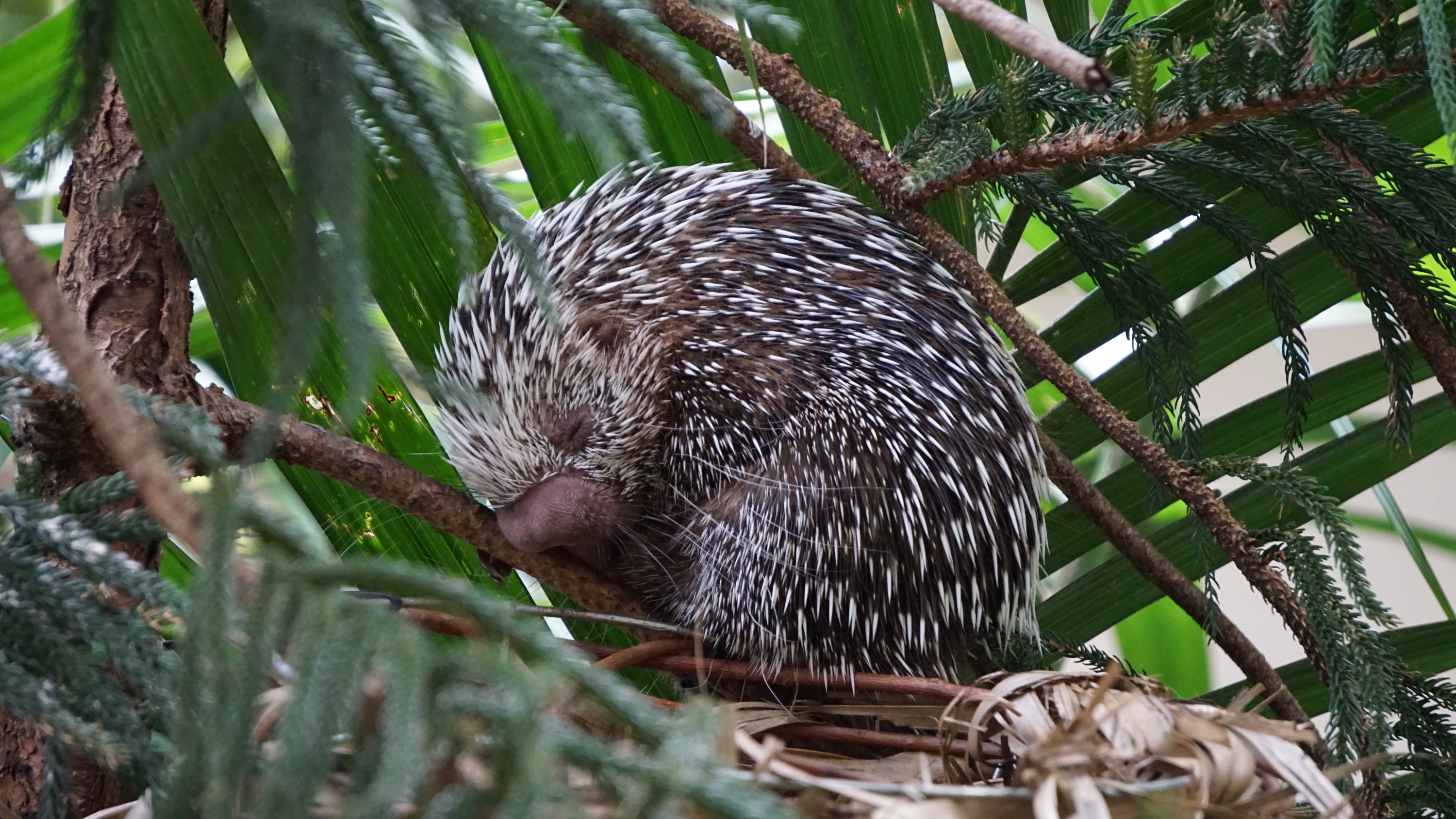 Baumstacheltier bei maximalem Zoom 