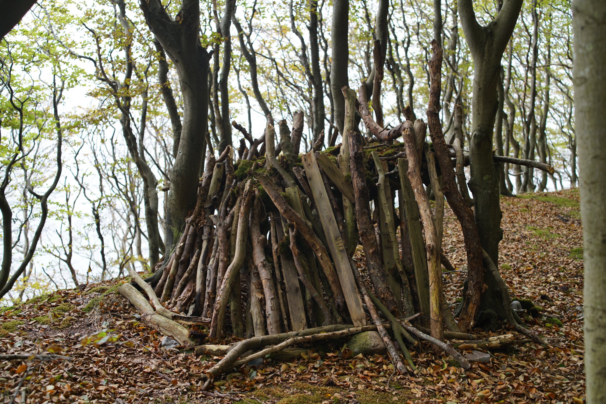 Holzstücken, senkrecht im Wald zwischen Buchen gestapelt, als "Bude"

Direkt dahinter Abgrund zur Steilküste 