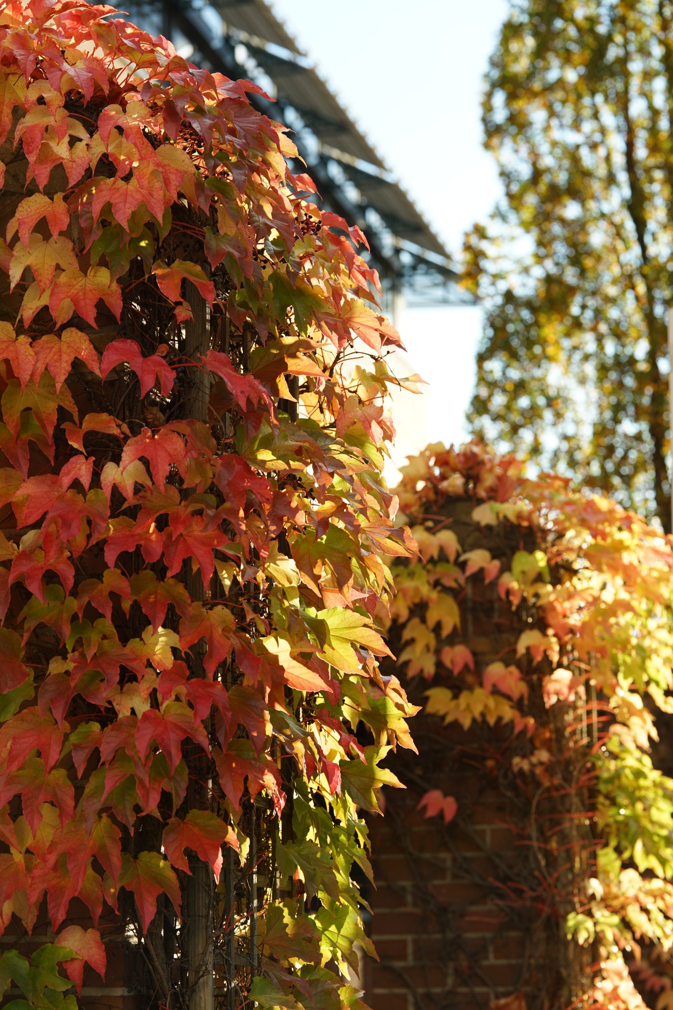 Klinker-Säulen, jeweils berankt mit buntem Laub, welches je nach Richtung zwischen grün-gelb bis rot einen Farbverlauf bildet 
