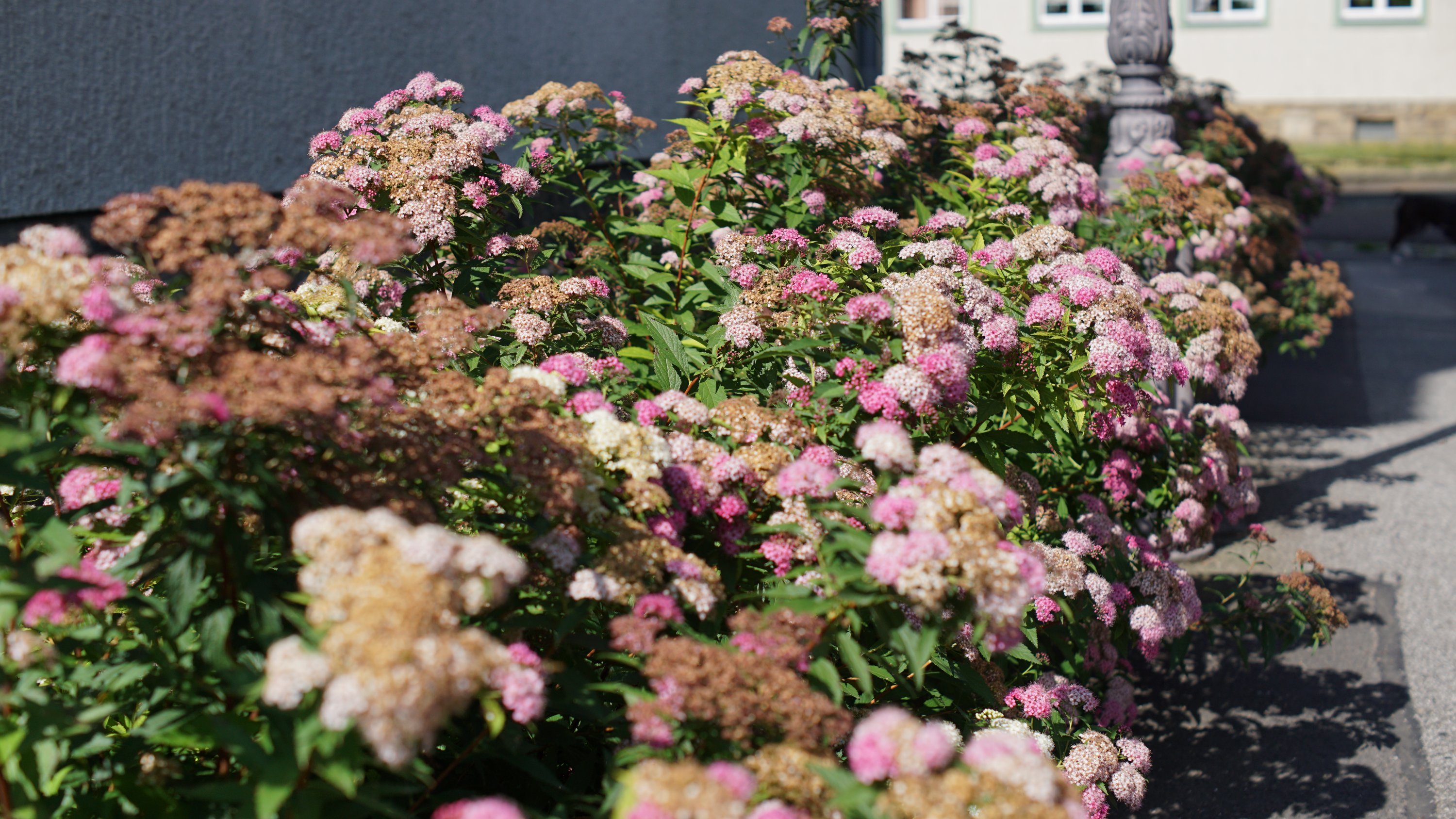 Straßenbegrünung mit kleinen, Rosa-weiß-braunen Blüten 