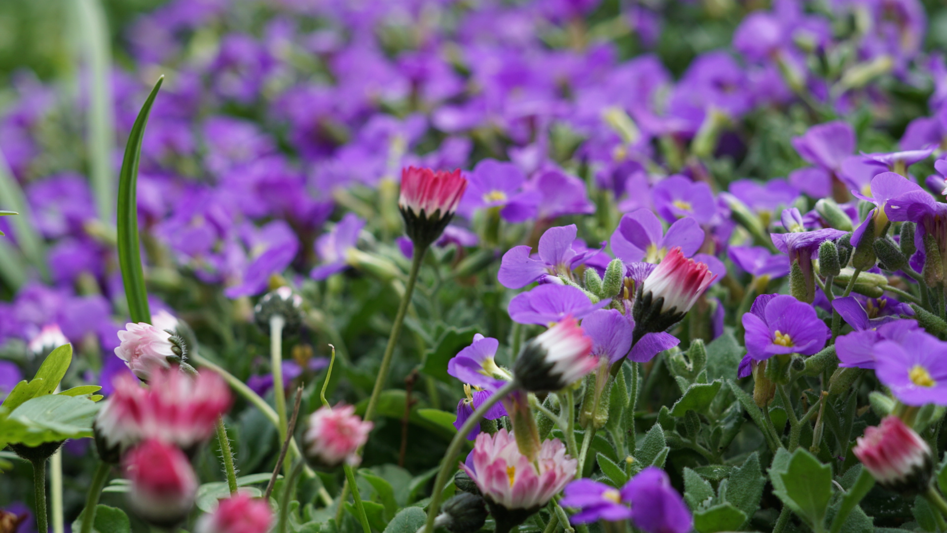 Gänseblümchen im Vordergrund, lila Blüten im Hintergrund 