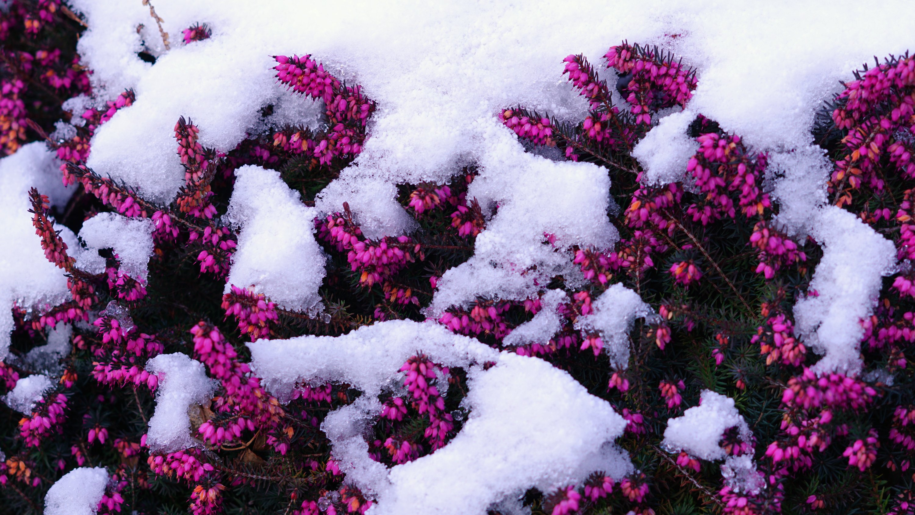 lila Heide unter Schnee