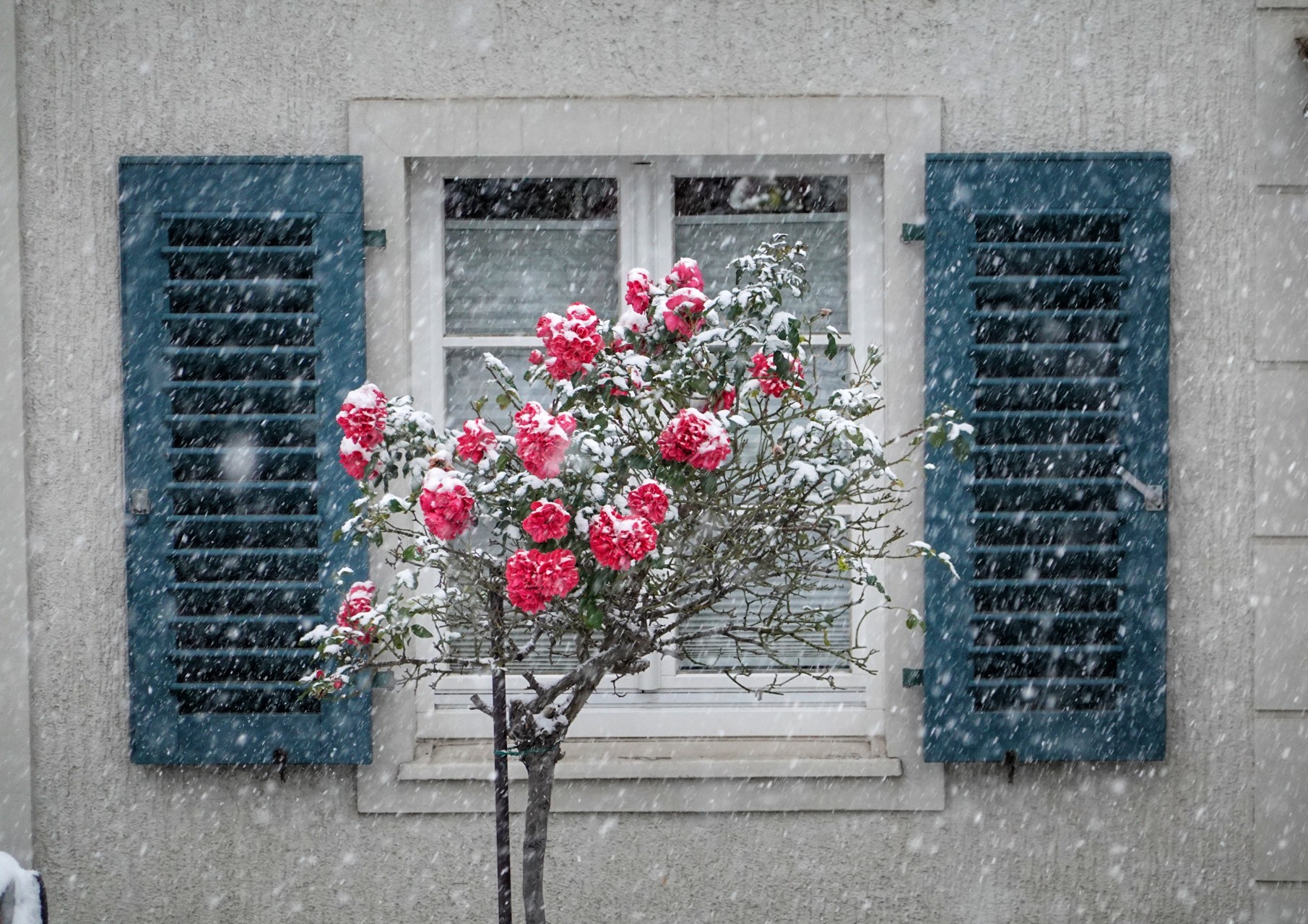 Rosen im Schnee 