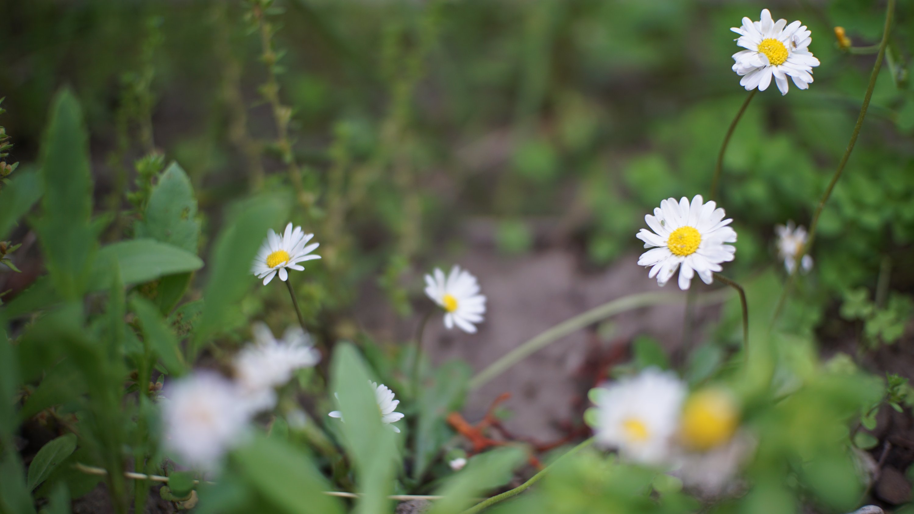 3-10 weitere Gänseblümchen, viel Unschärfe 