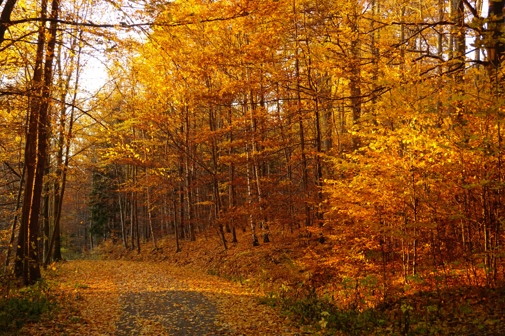 Wald im Herbst - sehr gold-gelb