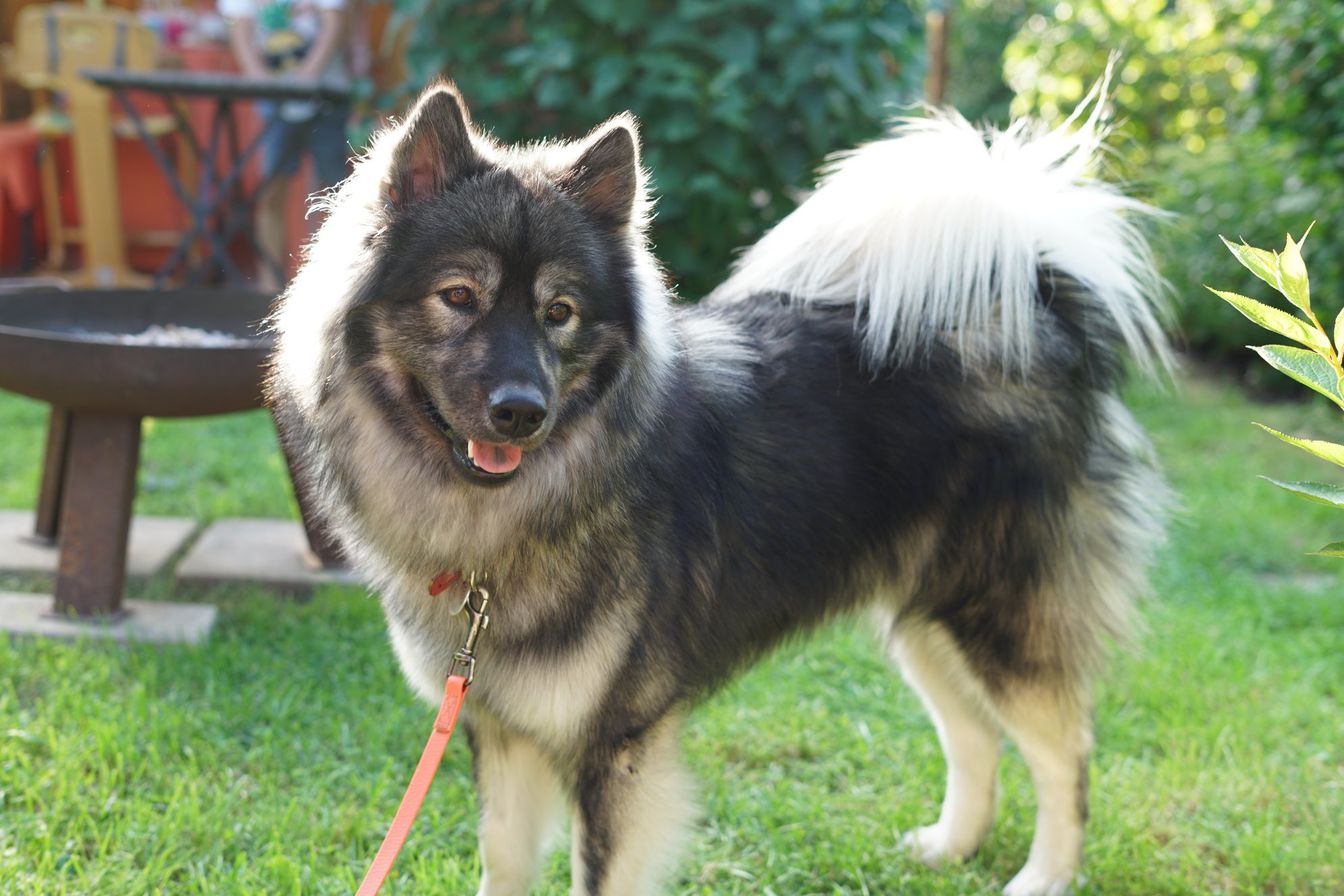 Flauschiger, grau-weißer Hund mit Sonnenschein von hinten 
Umgebung Garten 