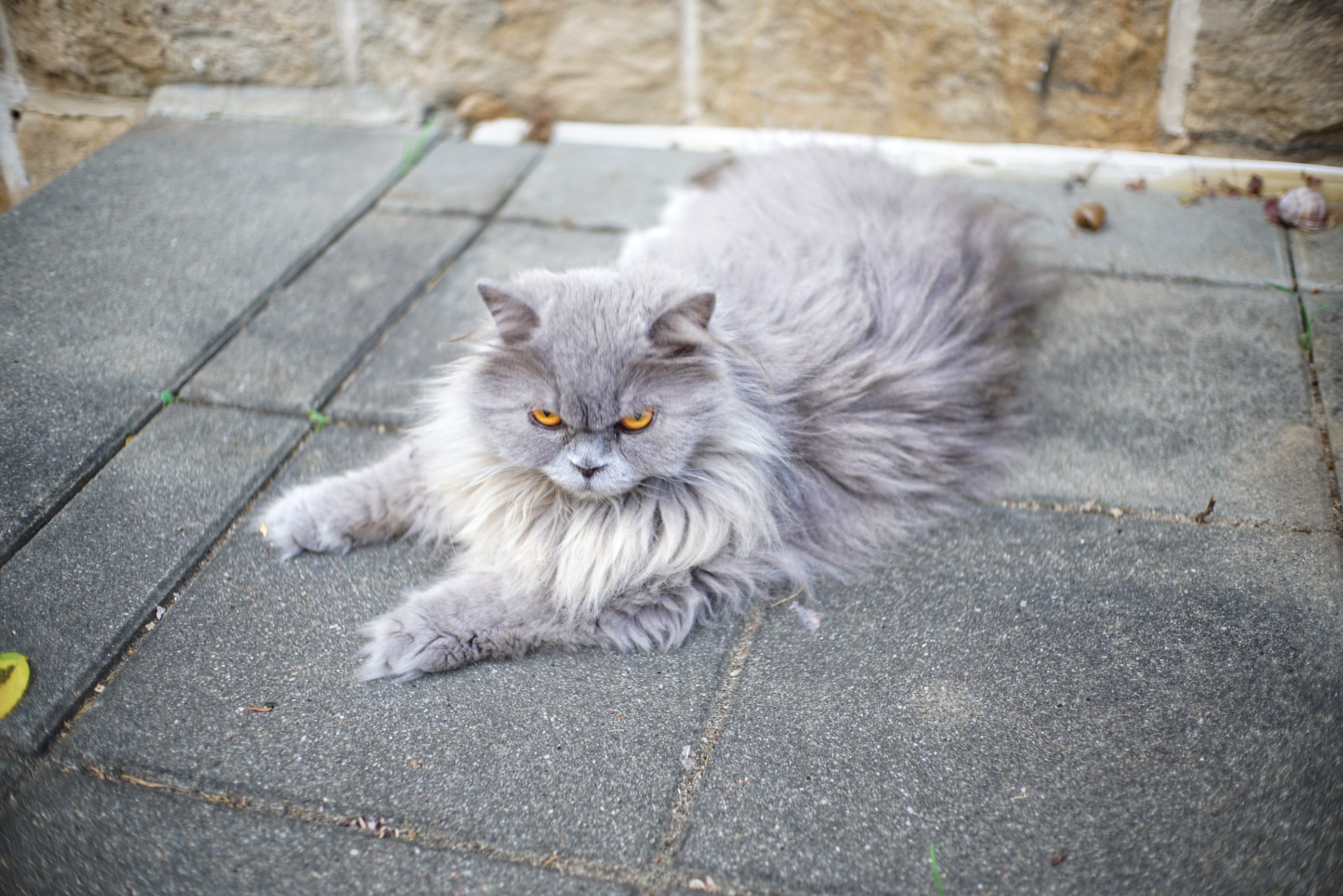 Graue Langhaarkatze auf Betonplatten 