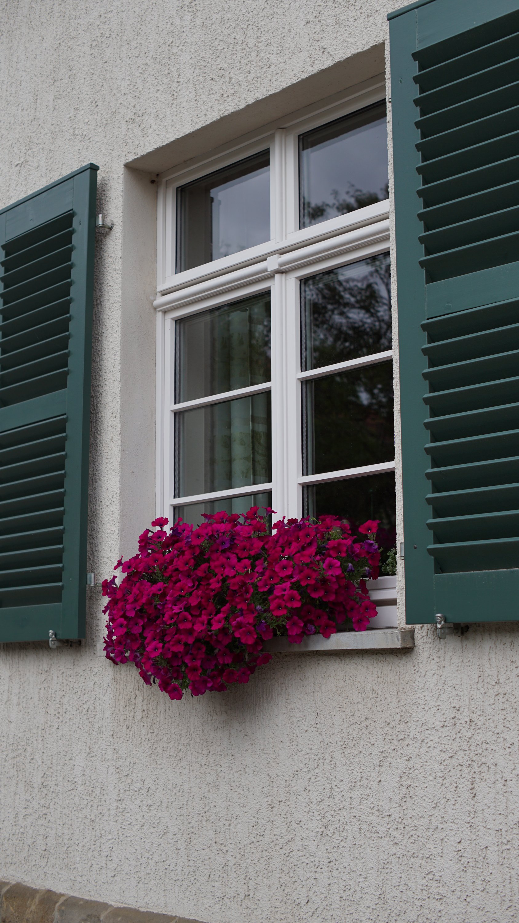 Graue Wand, grüne Fensterläden, lila Bepflanzung 