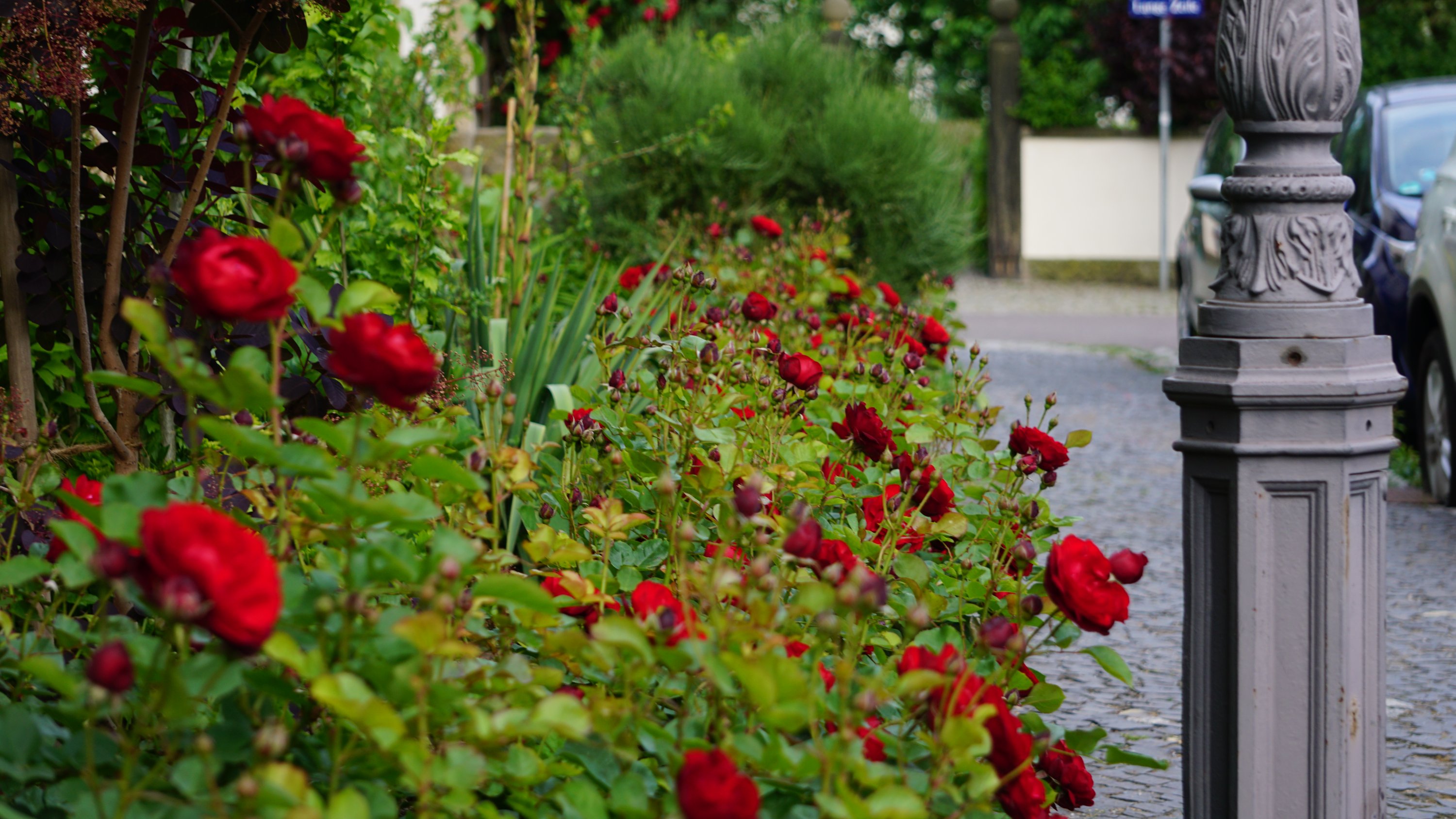 Rosen entlang einer Häuserfront, in der Kohlrabisiedlung