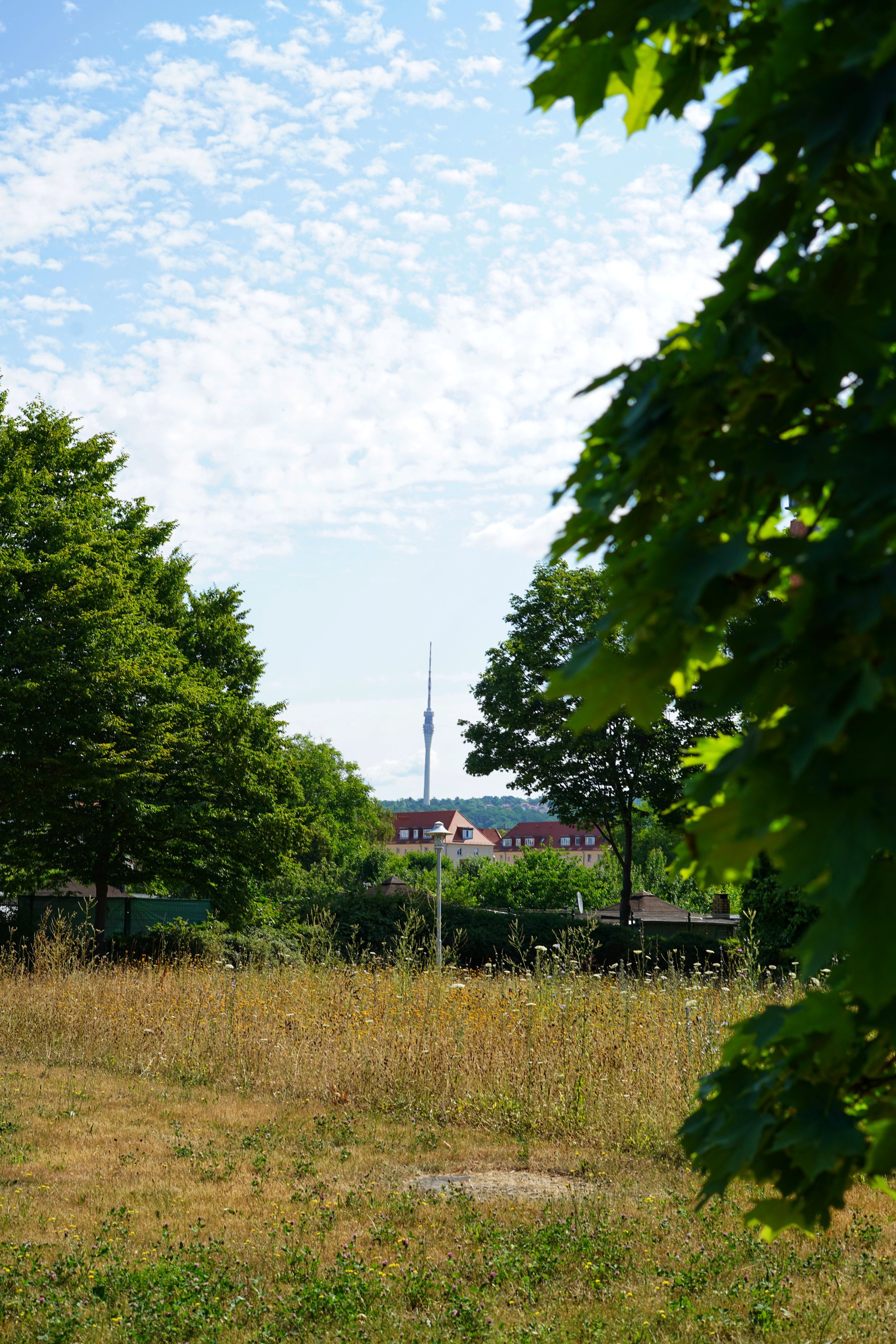 Blick zwischen Bäumen durch, über eine spätsommerlich-verdörrte Grünfläche. Im Hintergrund der Fernsehturm.
