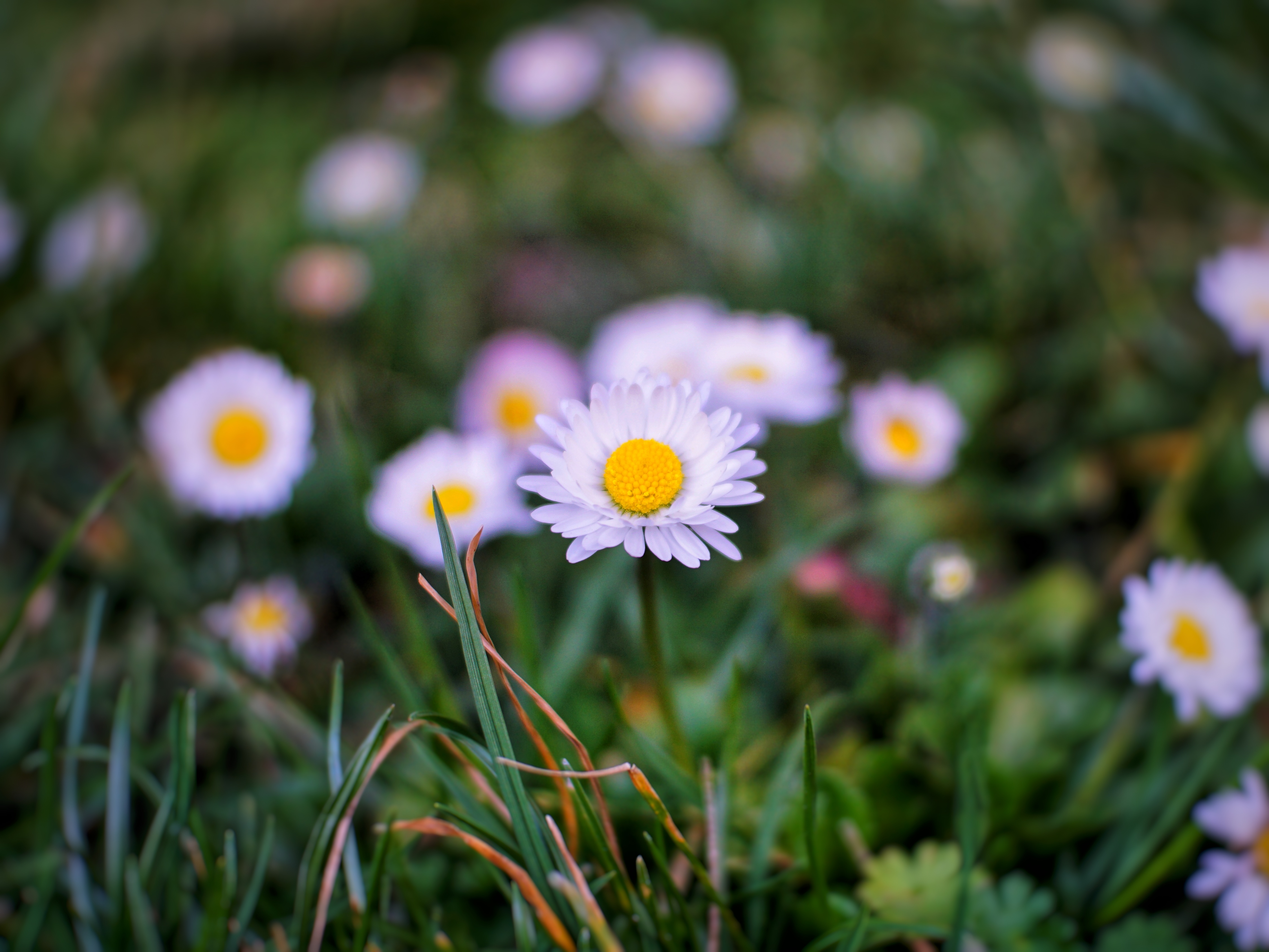 leicht bearbeitete Version
einige Gänseblümchen, bis auf mittiges alle unscharf