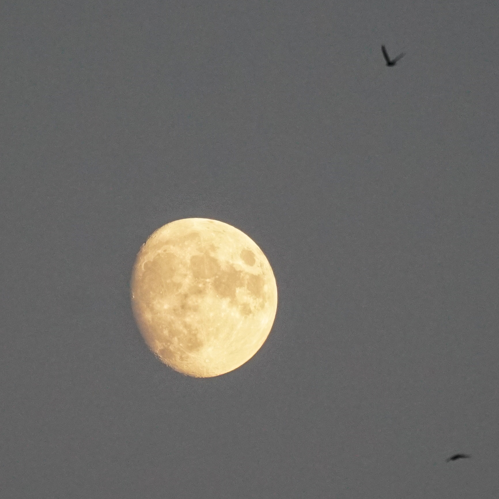 Leicht rötlicher Mond, 3-4 Tage vor Vollmond, zwei Schwalben