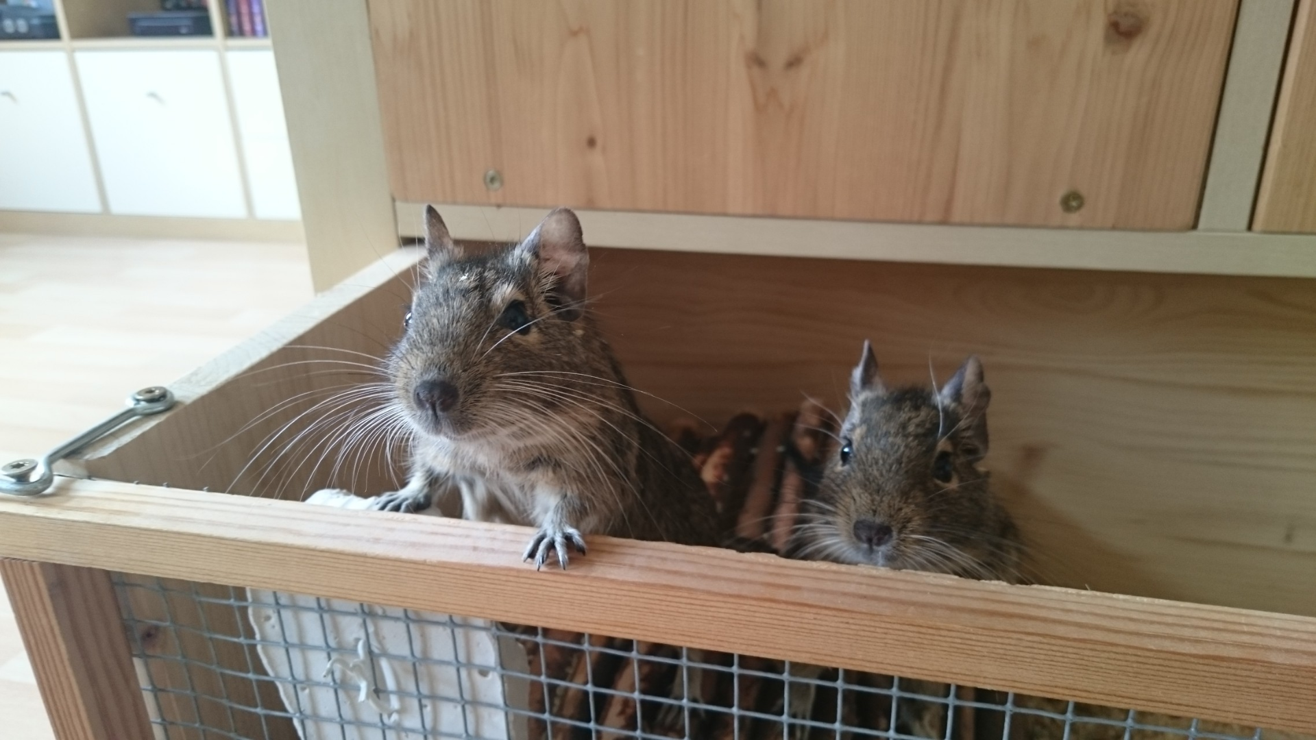 zwei Degus sehen neugierig aus einem Holzkäfig (es handelt sich um einen von vielen Schubkasten-Teilen, die in ein Ikea-Expedit-Regal geschoben werden und untereinander verbunden sind. Die Nager können sich normalerweise im ganzen Regal bewegen)