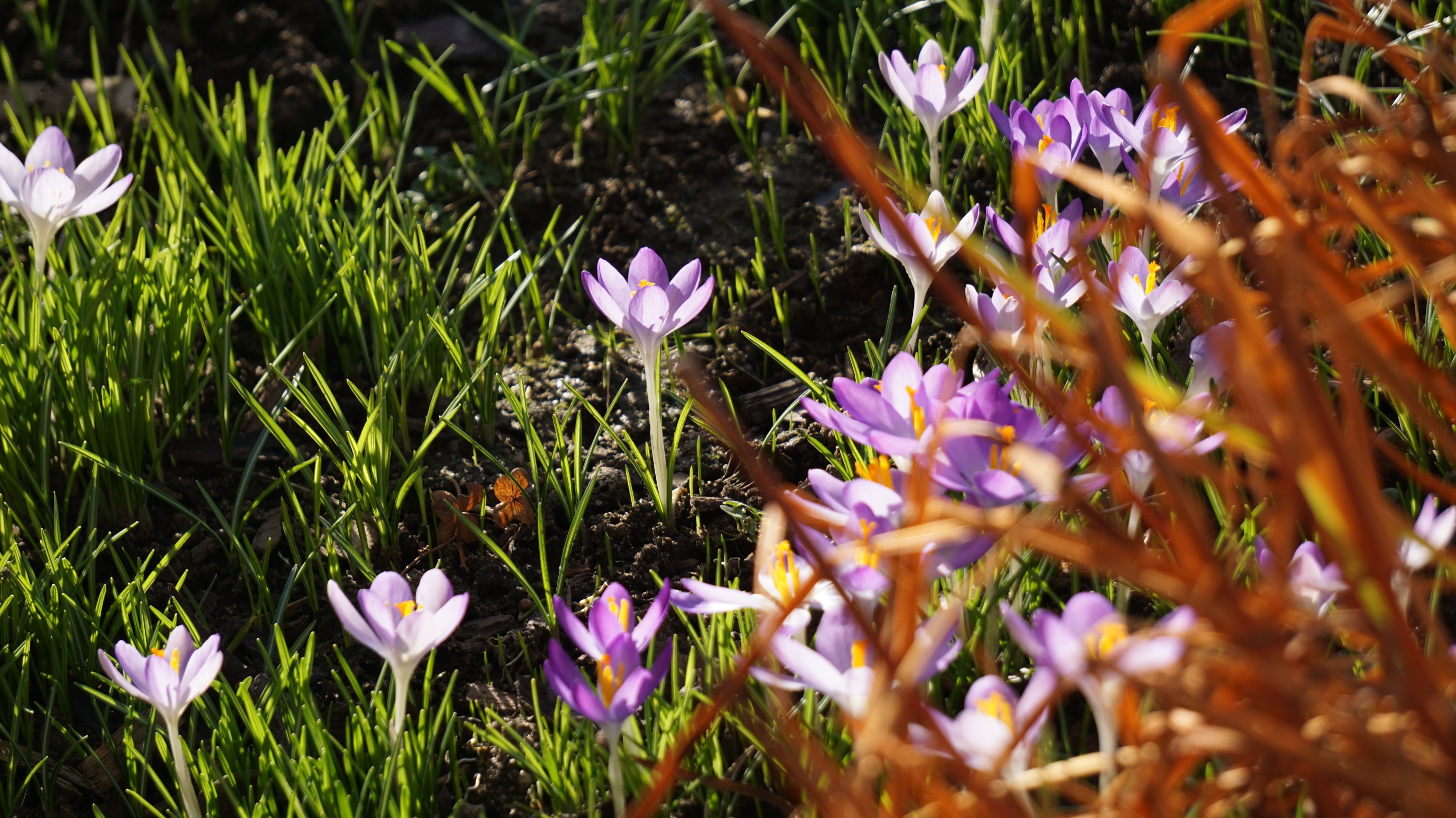 Krokusse zwischen Gras und abgestorbenen Pflanzenresten