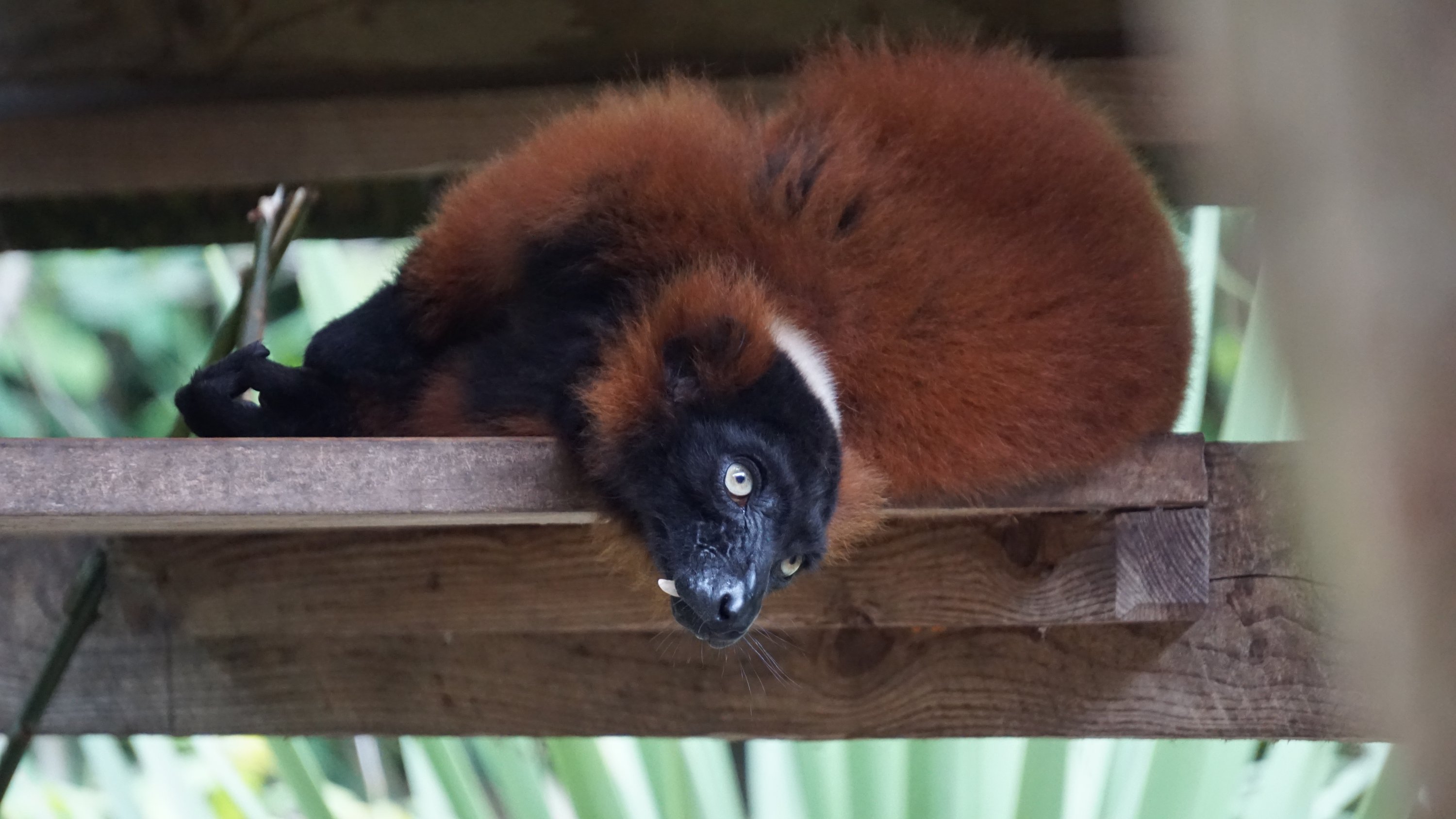 Ein Lemur liegt auf einem Brett und lässt den Kopf träge runter hängen um zu gucken