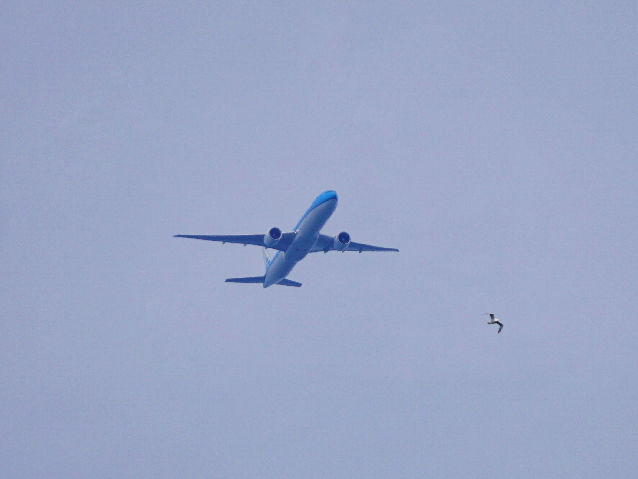 Anderer, blauer KLM-Flieger, frontaler, mit Möwe 