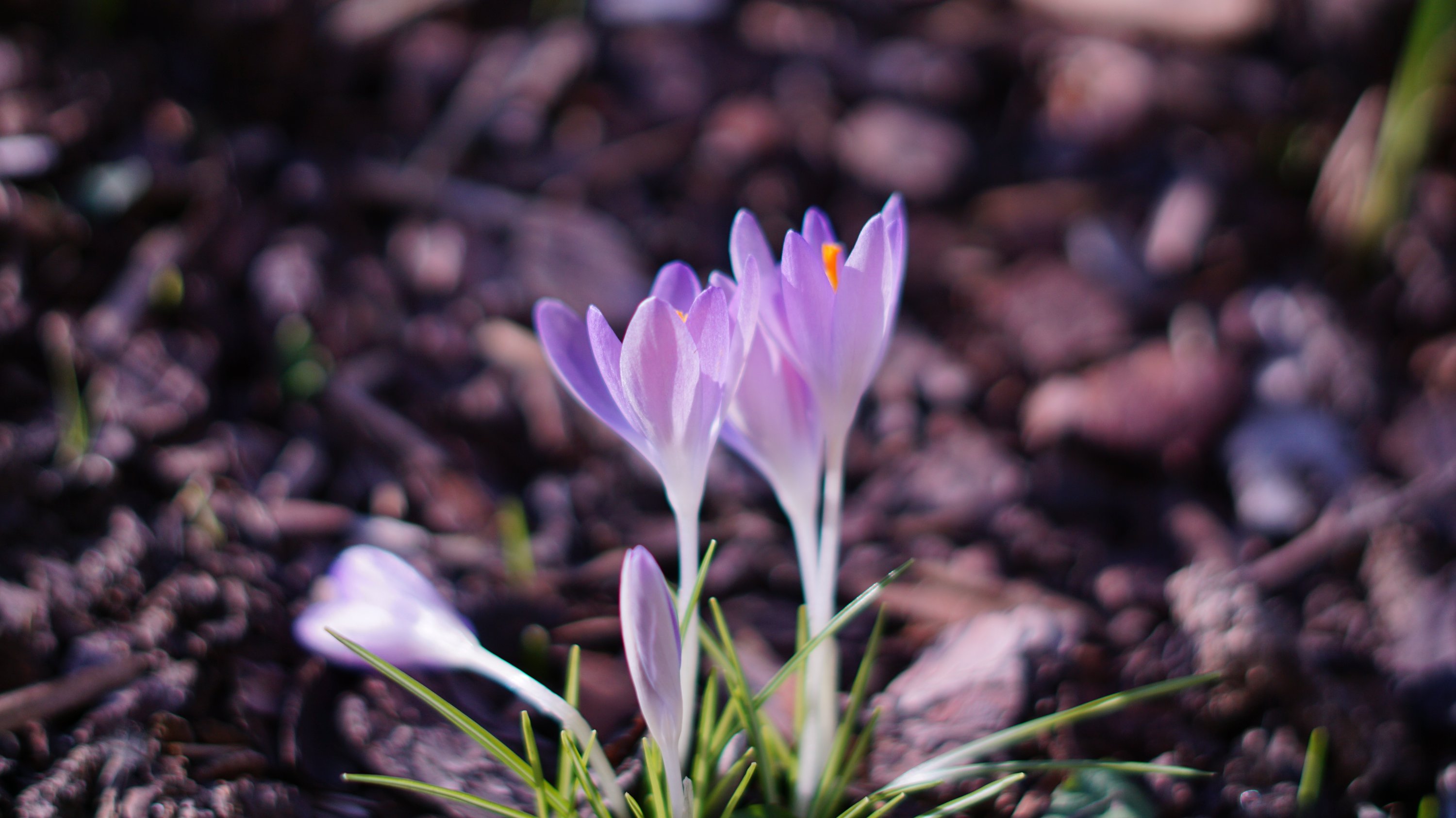 4-5 Krokus-Blüten
