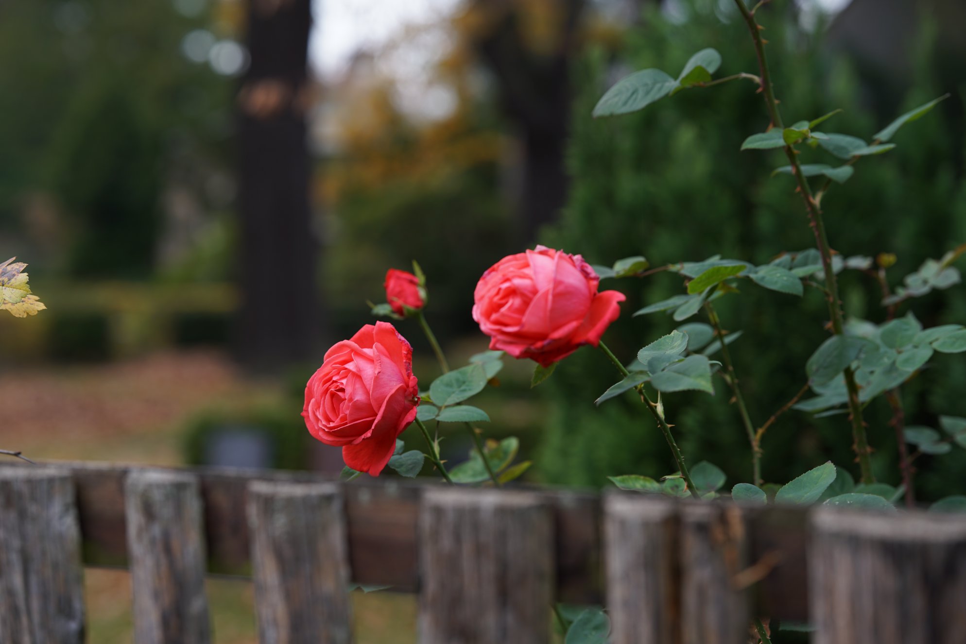 Zwei-drei Rosen am Gartenzaun 