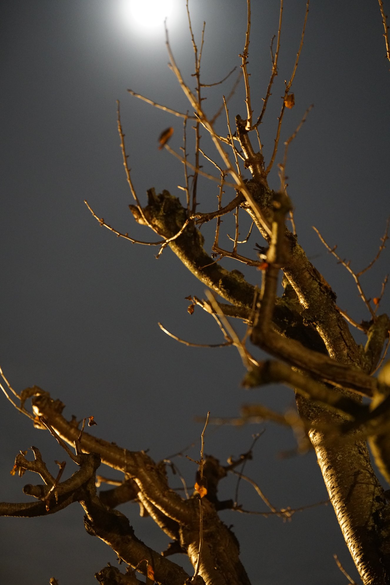 Apfel-Äste ohne Laub, darüber Mond 