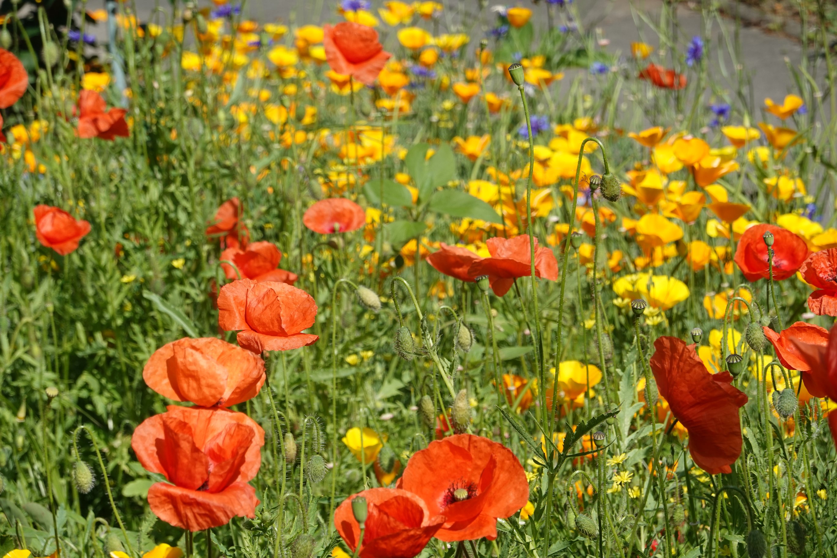Künstliche wildblumenwiese an einem Garten 
