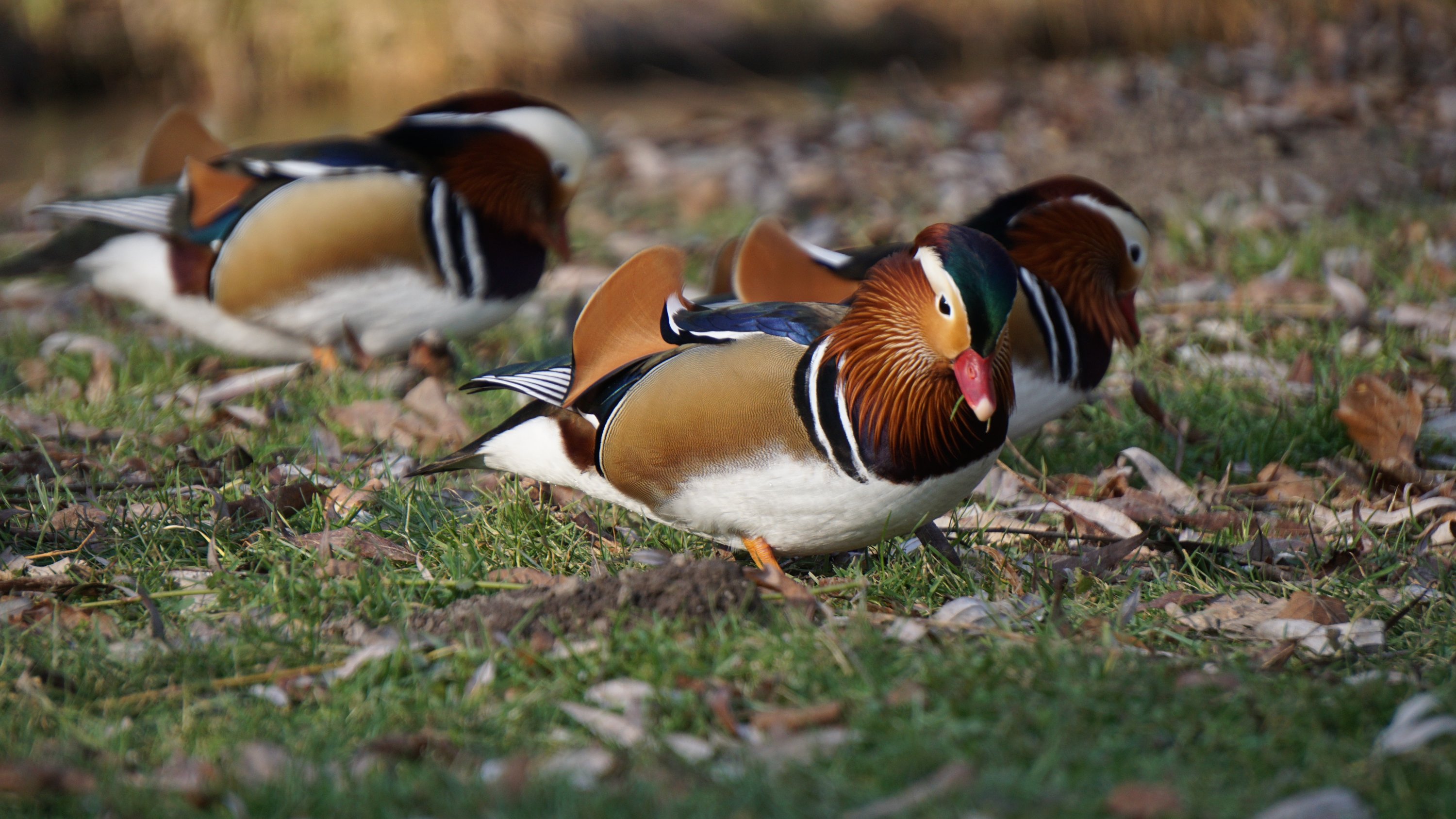 Mandarinenten