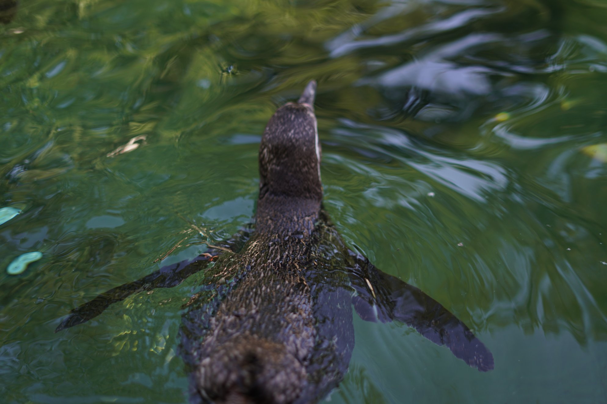 Pinguin beim Schwimmen von oben/hinten